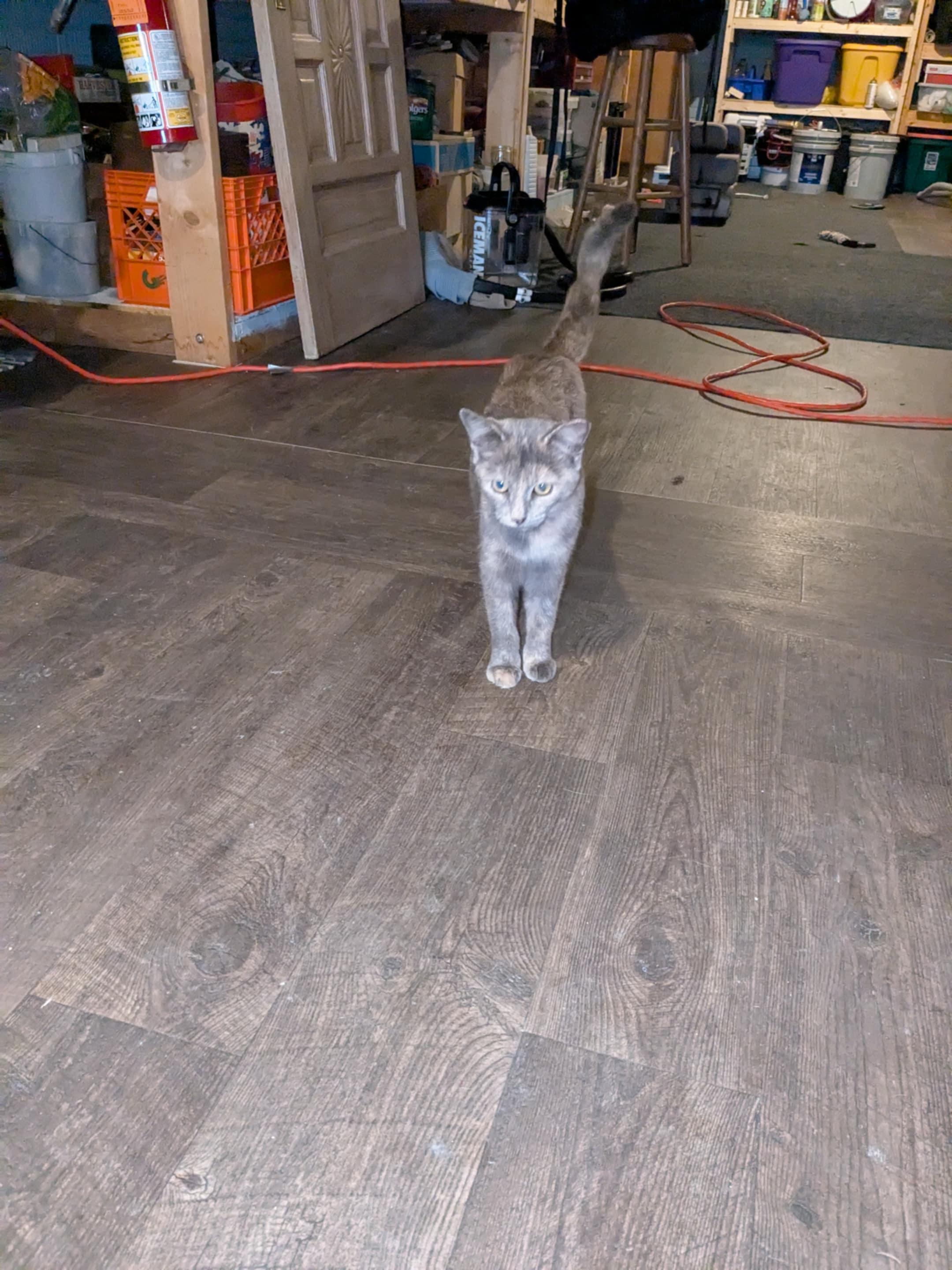 Enlarge Ghost, an adopted mixed breed in Racine, WI image 1/3