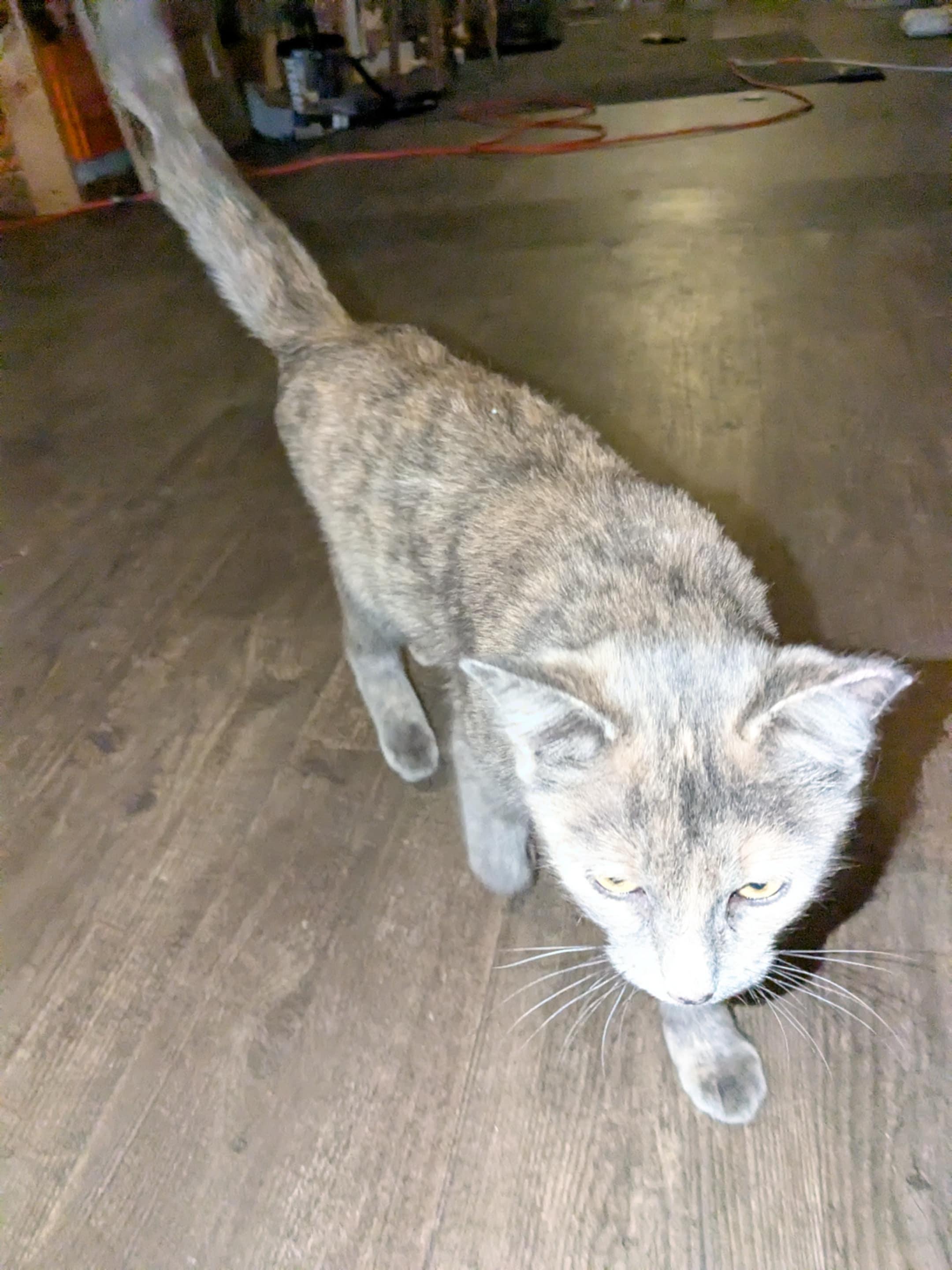 Enlarge Ghost, an adopted mixed breed in Racine, WI image 3/3