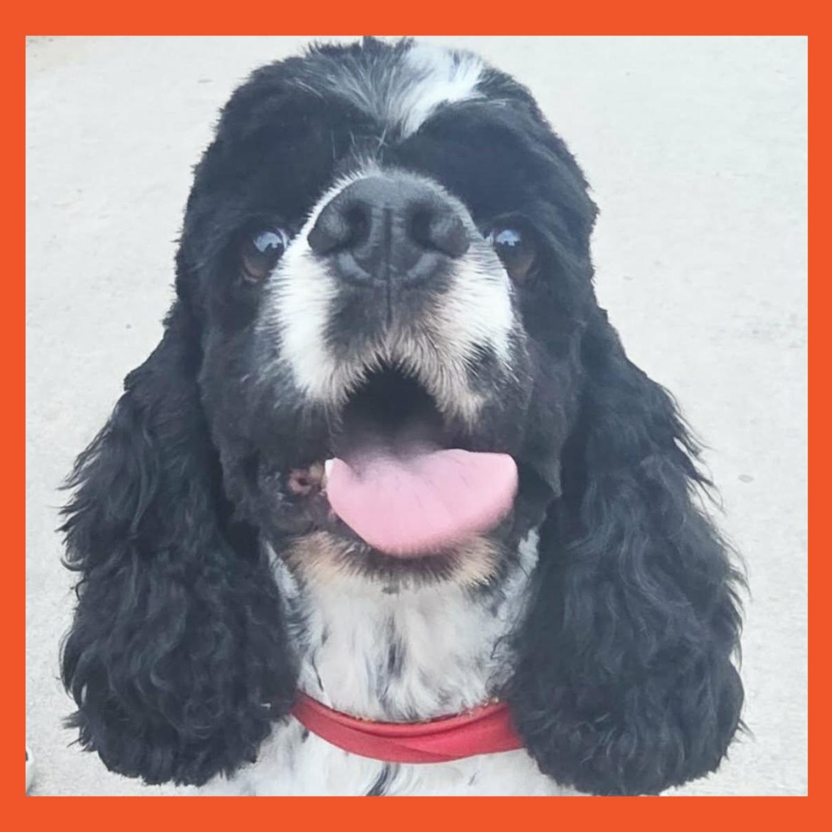 Specs, adopted, Young Male Cocker Spaniel.