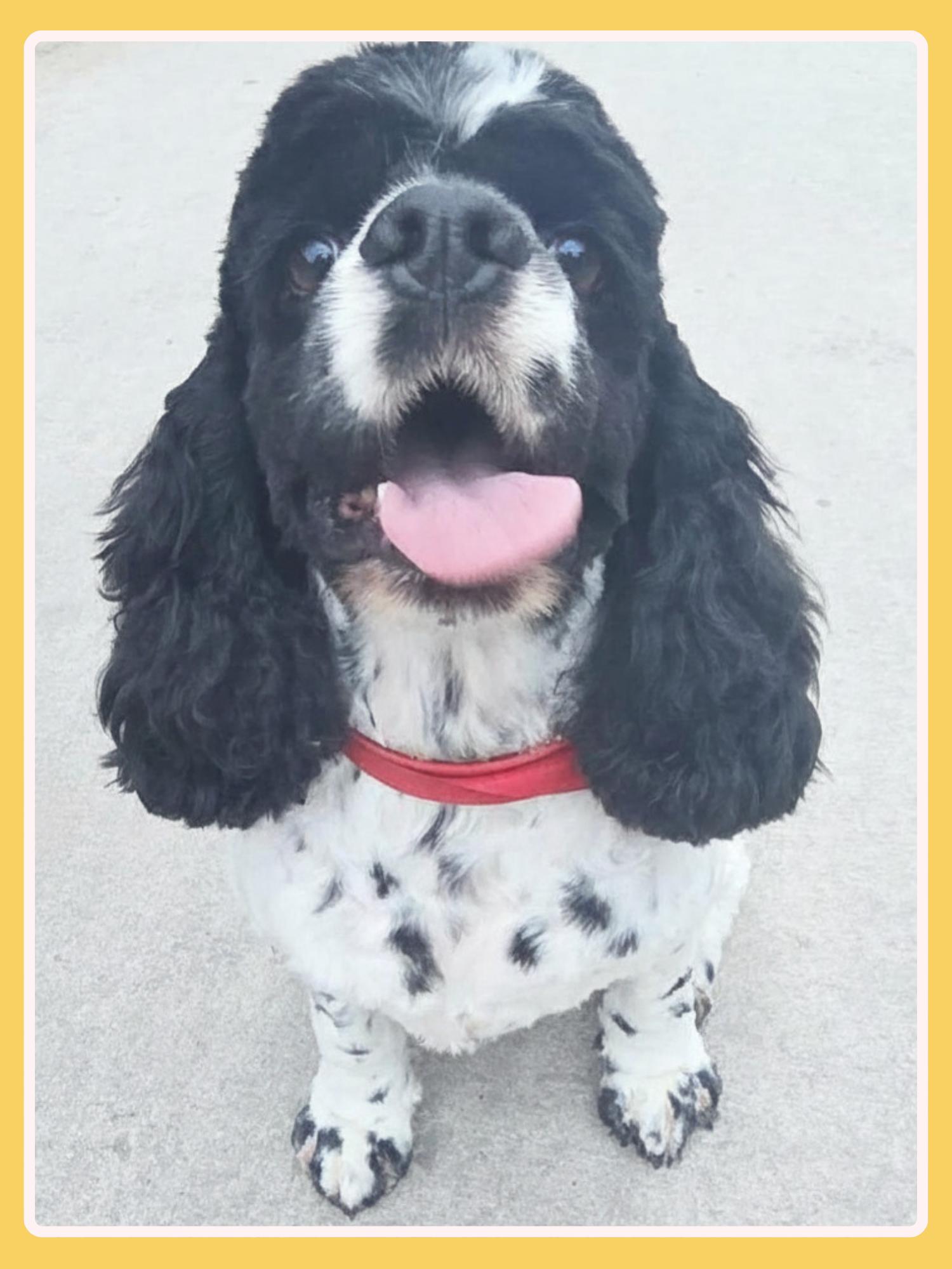 Specs, an adopted Cocker Spaniel in San Francisco, CA image 2/3
