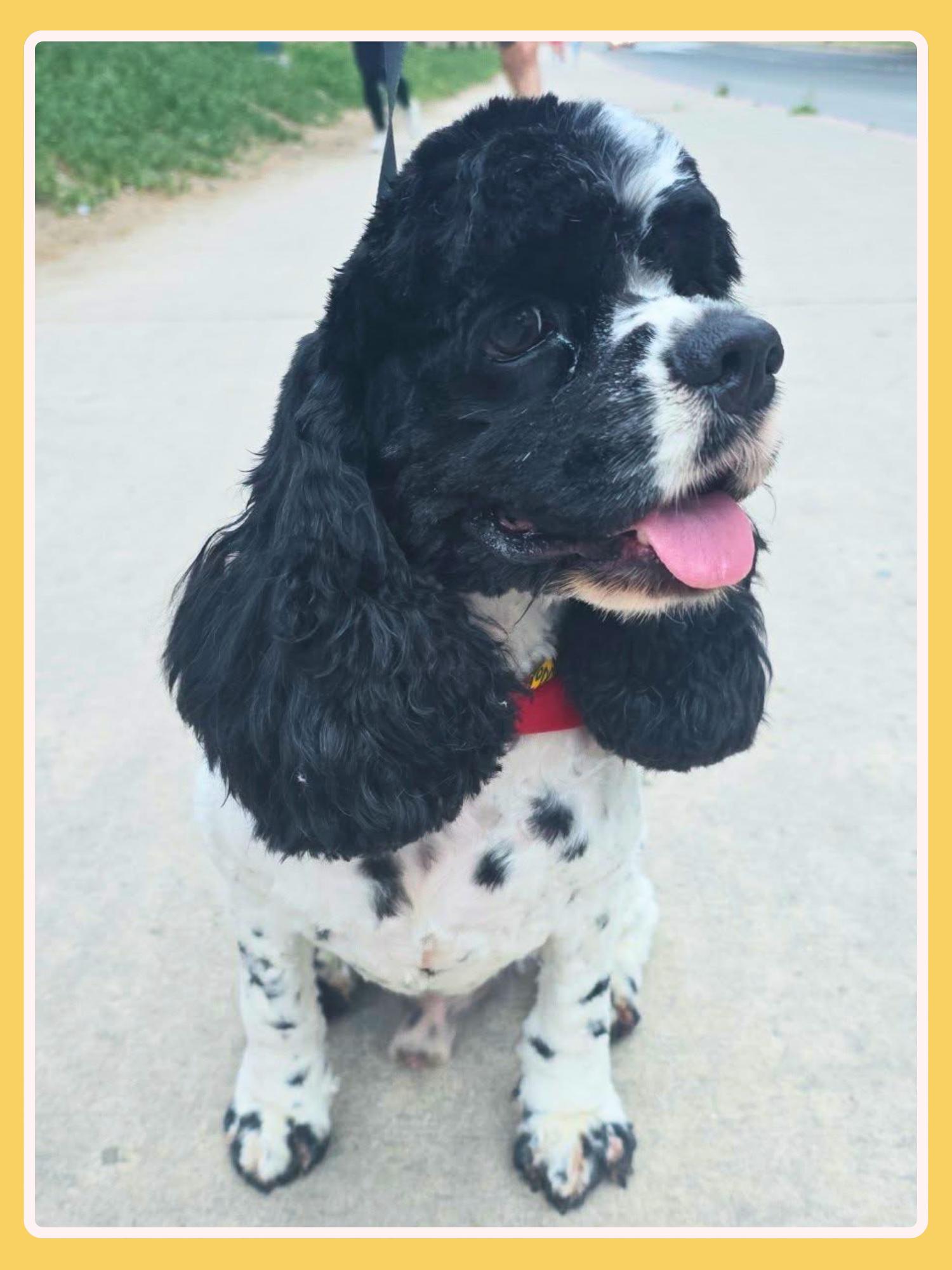 Specs, an adopted Cocker Spaniel in San Francisco, CA image 3/3