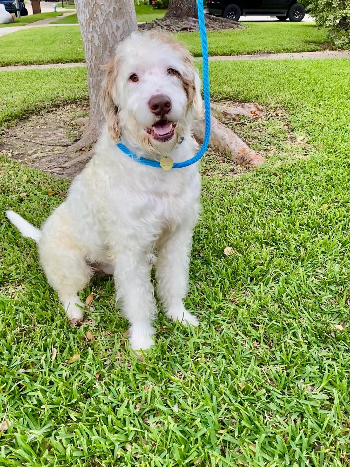 Enlarge Howie, a Adopted mixed breed in Des Peres, MO image 1/6