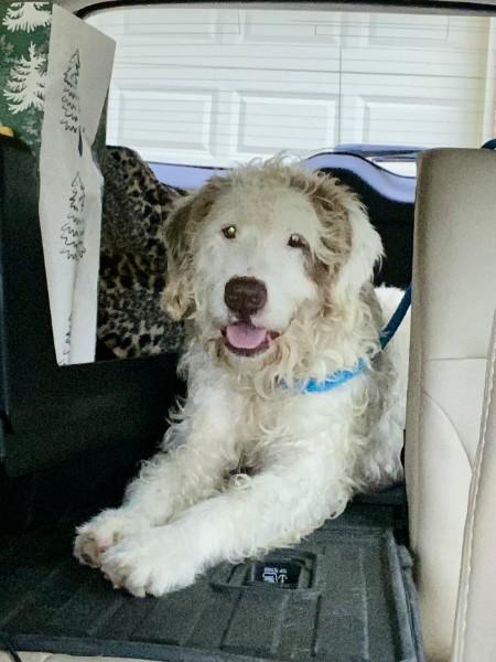 Enlarge Howie, a Adopted mixed breed in Des Peres, MO image 3/6