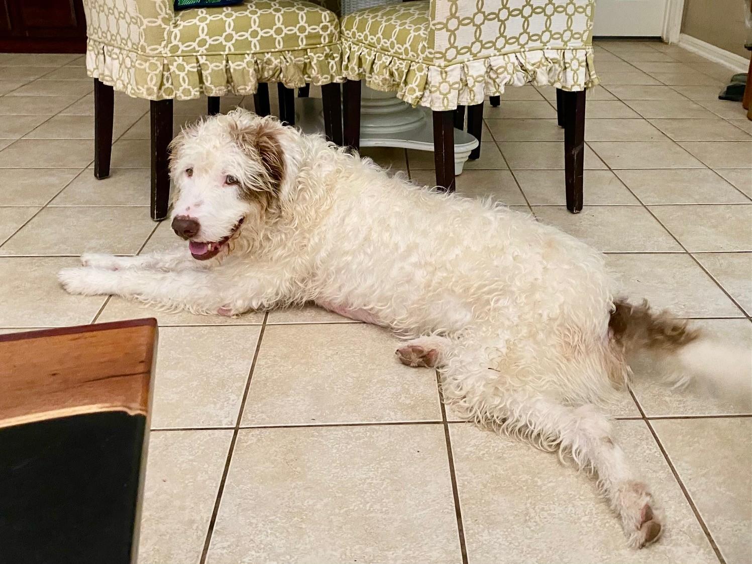 Enlarge Howie, a Adopted mixed breed in Des Peres, MO image 4/6