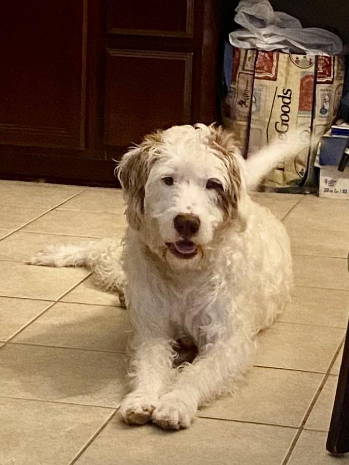 Enlarge Howie, a Adopted mixed breed in Des Peres, MO image 6/6