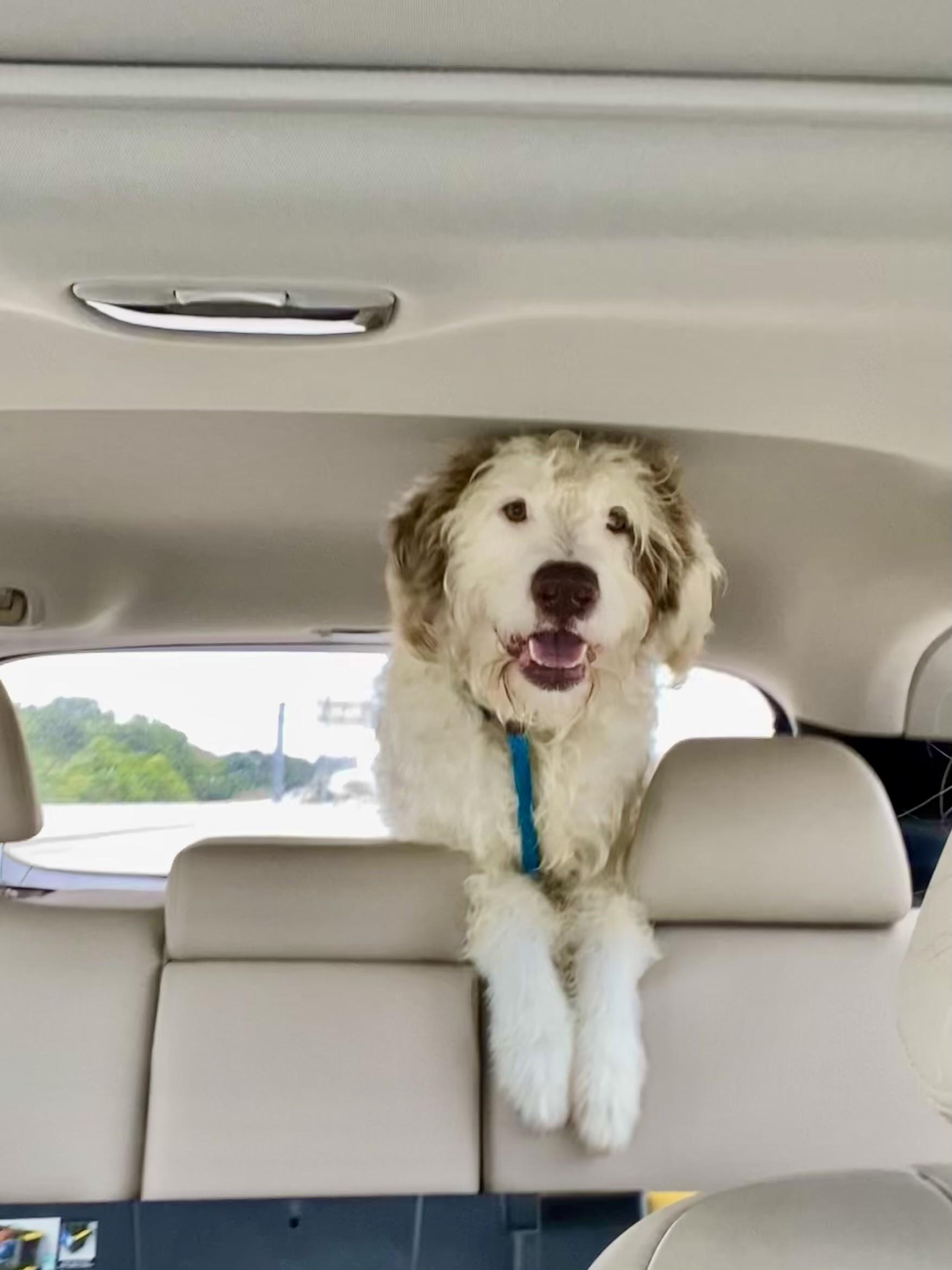Enlarge Howie, a Adopted mixed breed in Des Peres, MO image 2/6