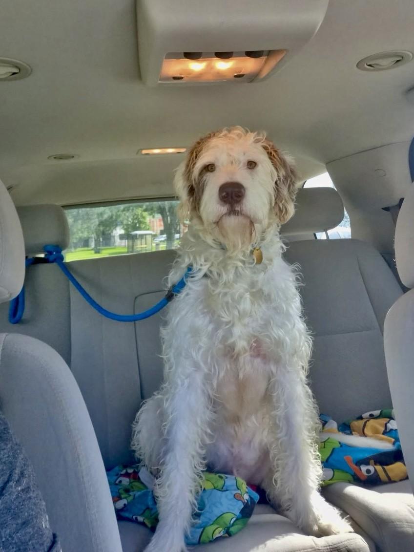 Enlarge Howie, a Adopted mixed breed in Des Peres, MO image 5/6