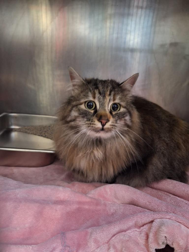 Enlarge Angel, a Adoptable Norwegian Forest Cat in Kodiak, AK image 1/1