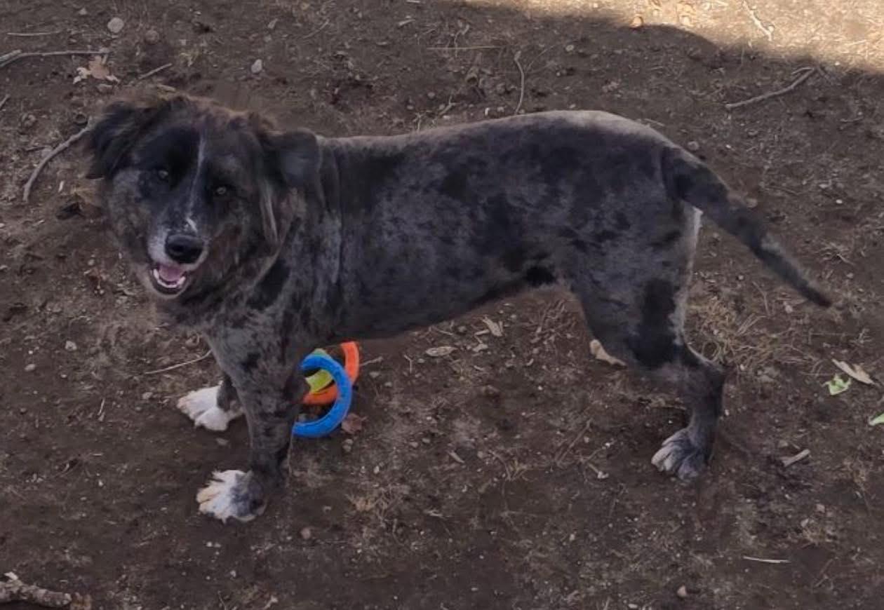 Enlarge Zyron, an adopted mixed breed in Tolland, CT image 1/1