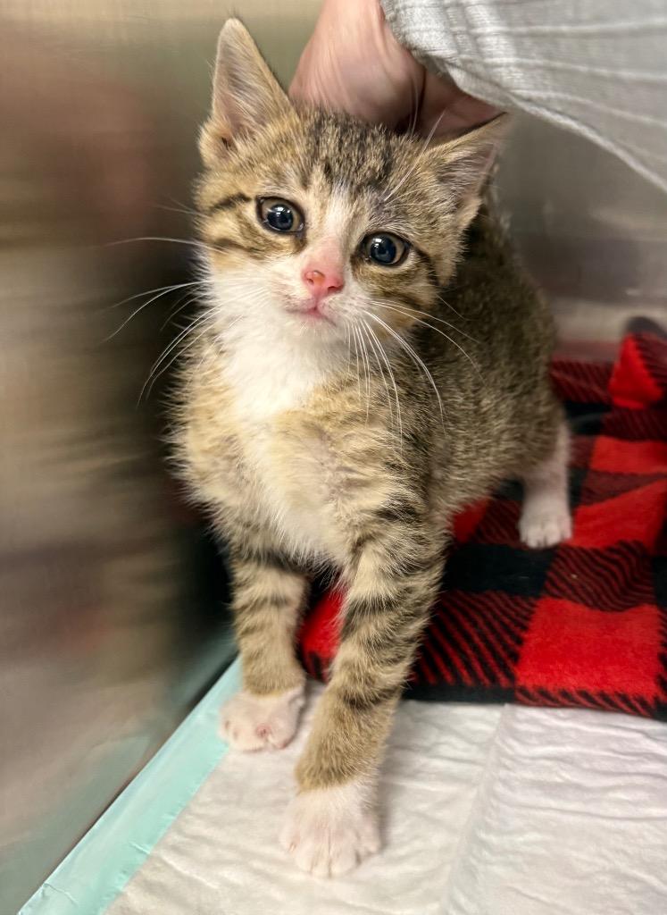 Rain, Adopted, Kitten Male Domestic Short Hair.