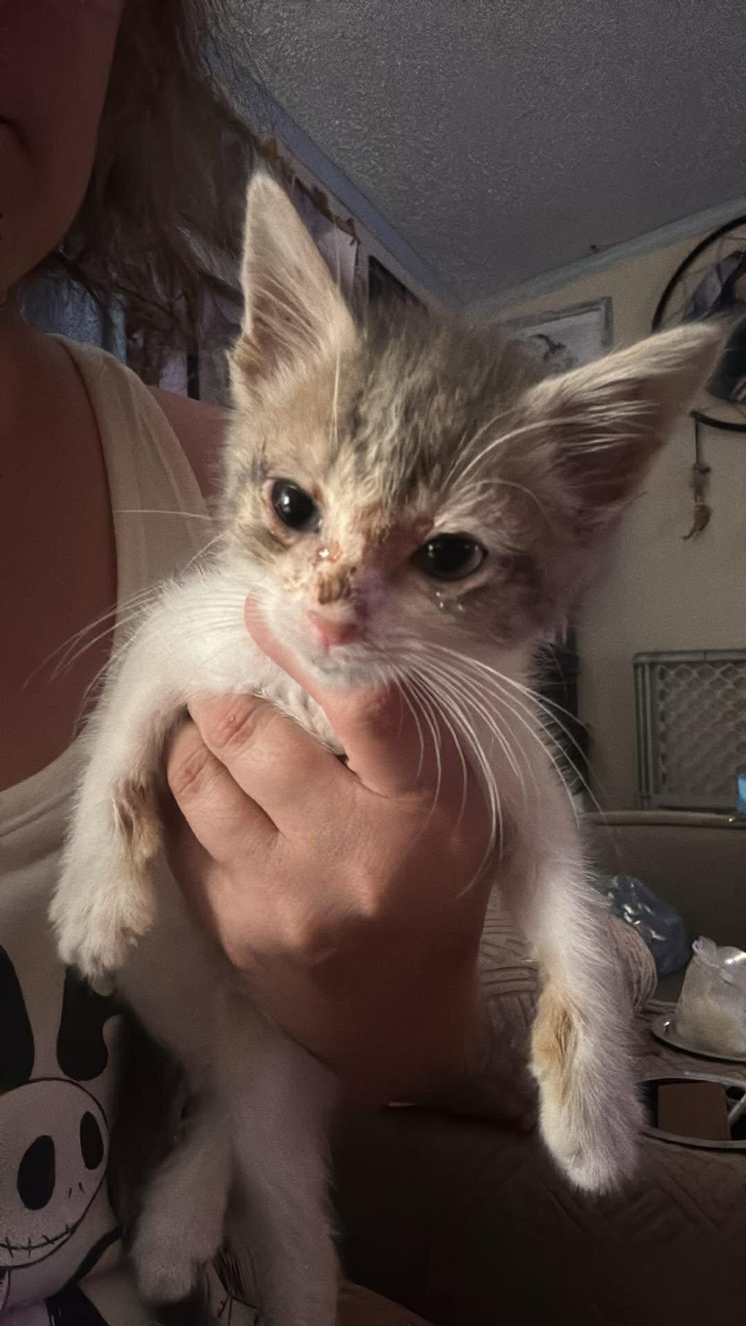 Kari, Adoptable, Kitten Female Domestic Short Hair.