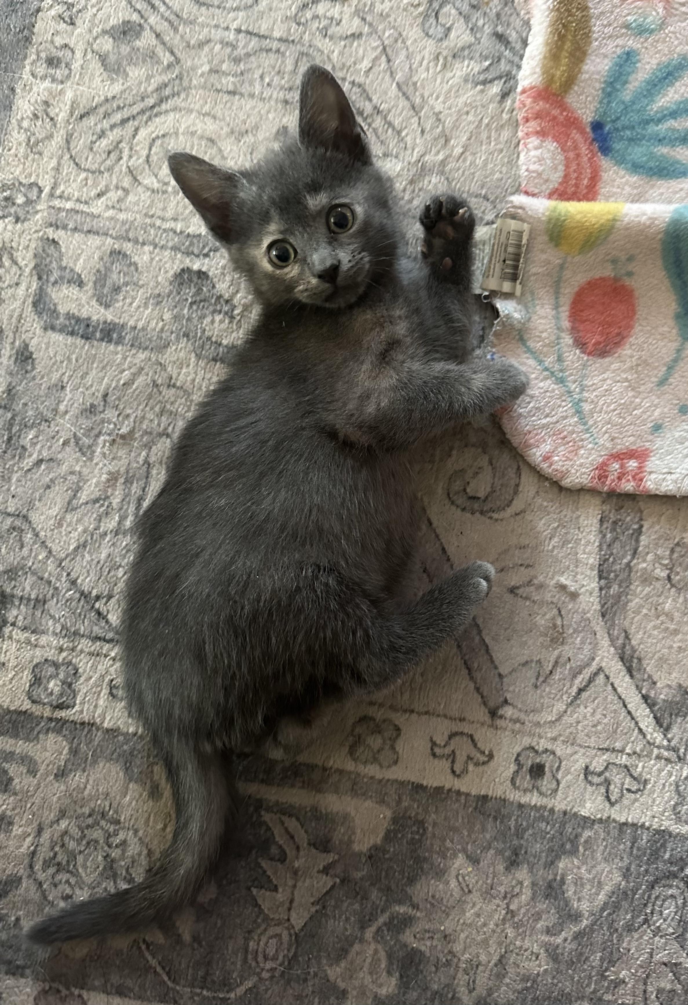 Enlarge Lil, a Adoptable Domestic Short Hair in Cibolo, TX image 4/6