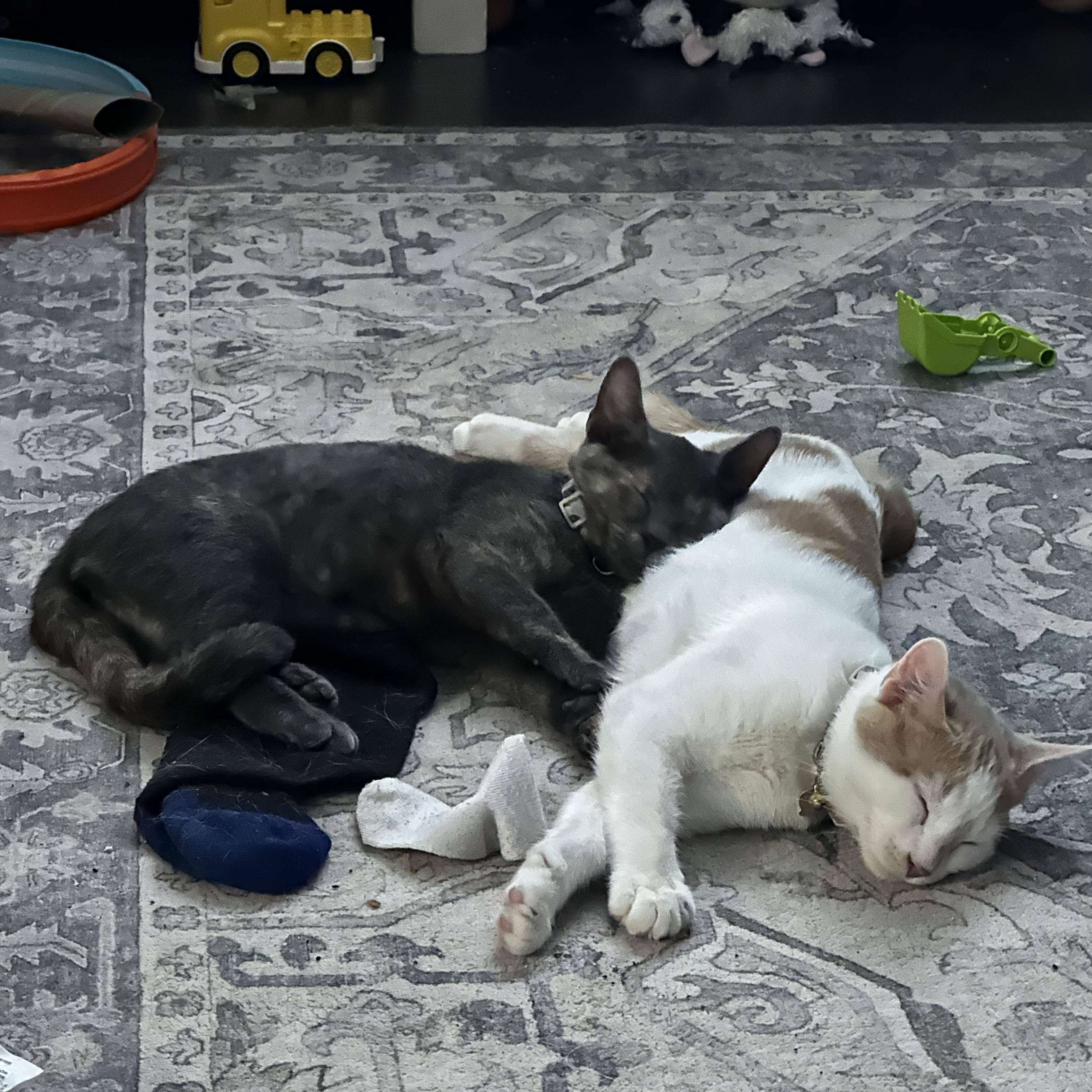 Enlarge Lil, a Adoptable Domestic Short Hair in Cibolo, TX image 6/6