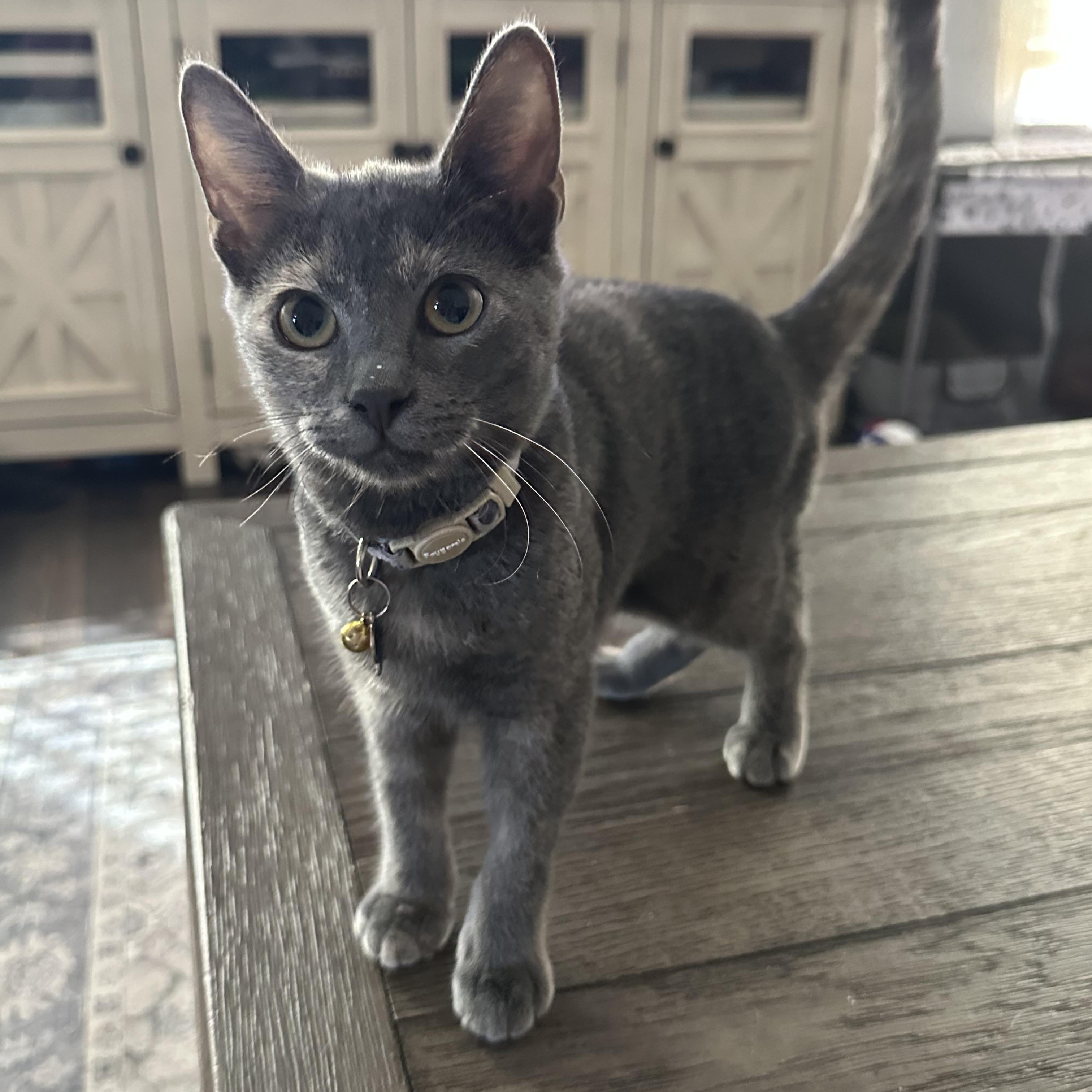 Lil, Adoptable, Kitten Female Domestic Short Hair.