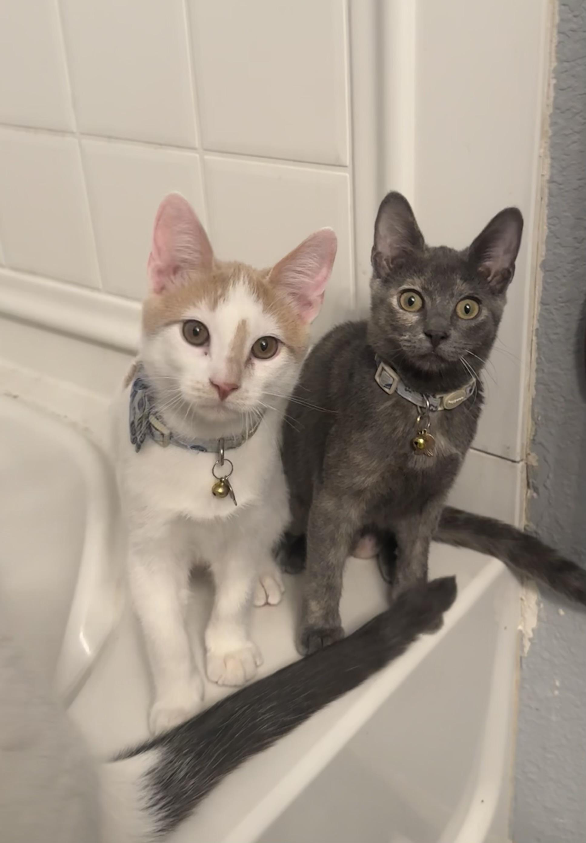 Enlarge Lil, a Adoptable Domestic Short Hair in Cibolo, TX image 3/6