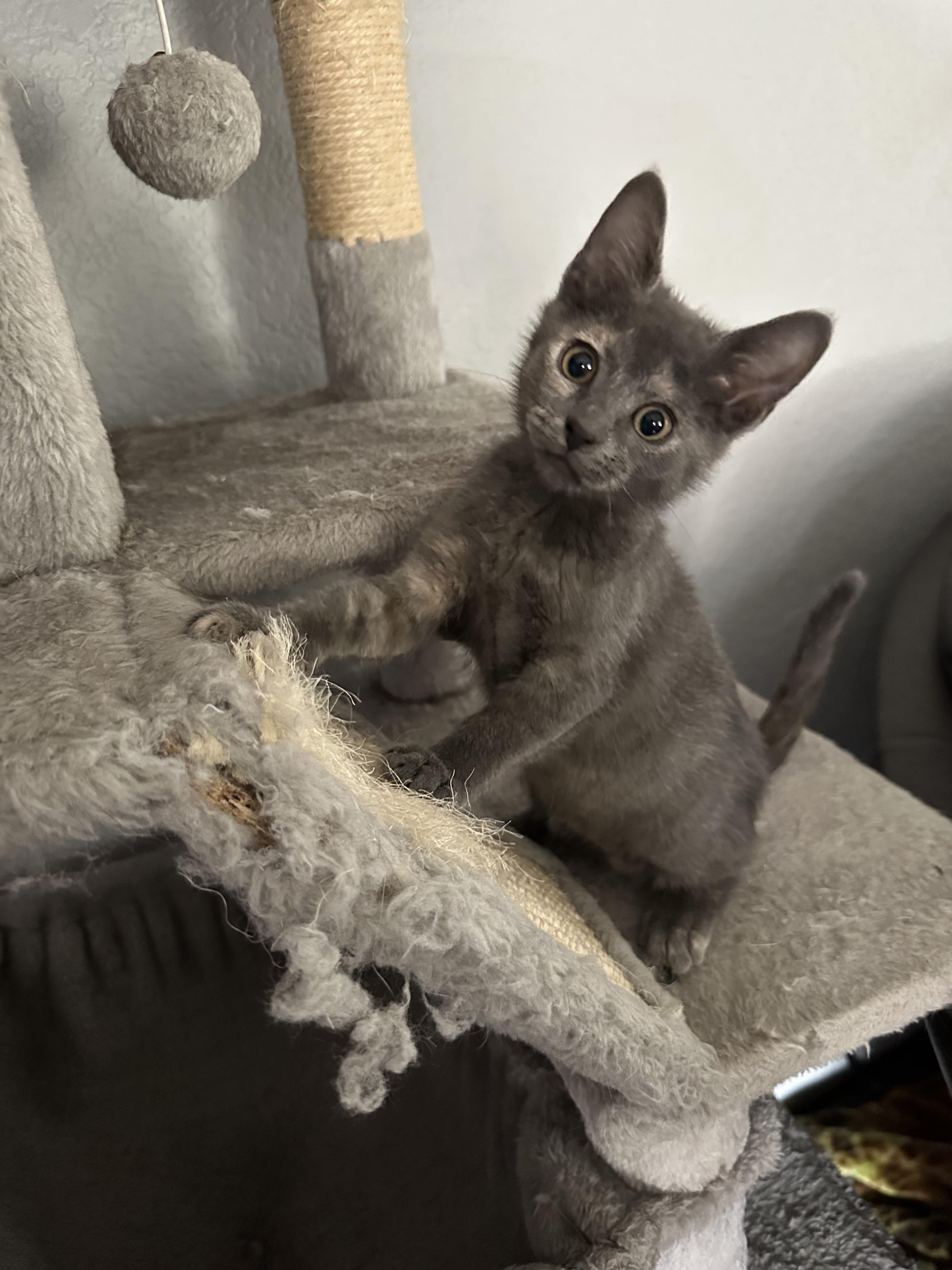 Enlarge Lil, a Adoptable Domestic Short Hair in Cibolo, TX image 5/6