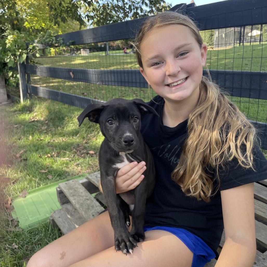 Reagen, a Adoptable mixed breed in Cordova, TN image 2/6