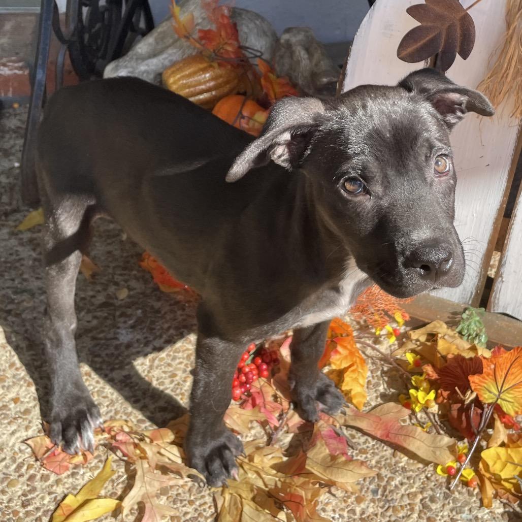 Reagen, a Adoptable mixed breed in Cordova, TN image 4/6