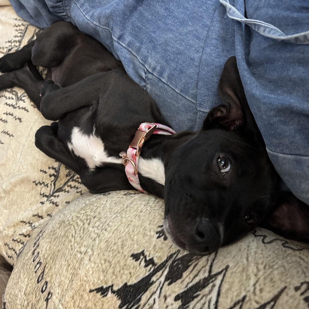 Reagen, a Adoptable mixed breed in Cordova, TN image 5/6