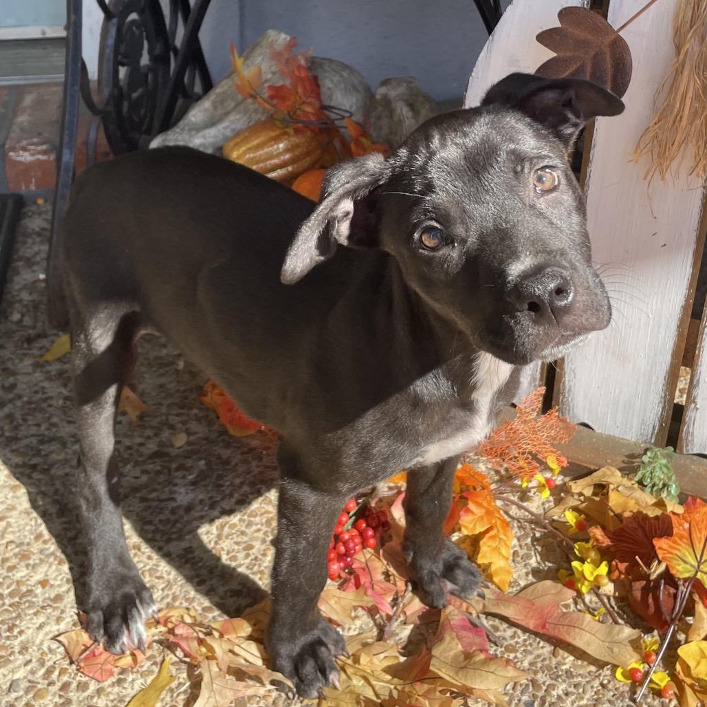 Reagen, a Adoptable mixed breed in Cordova, TN image 6/6