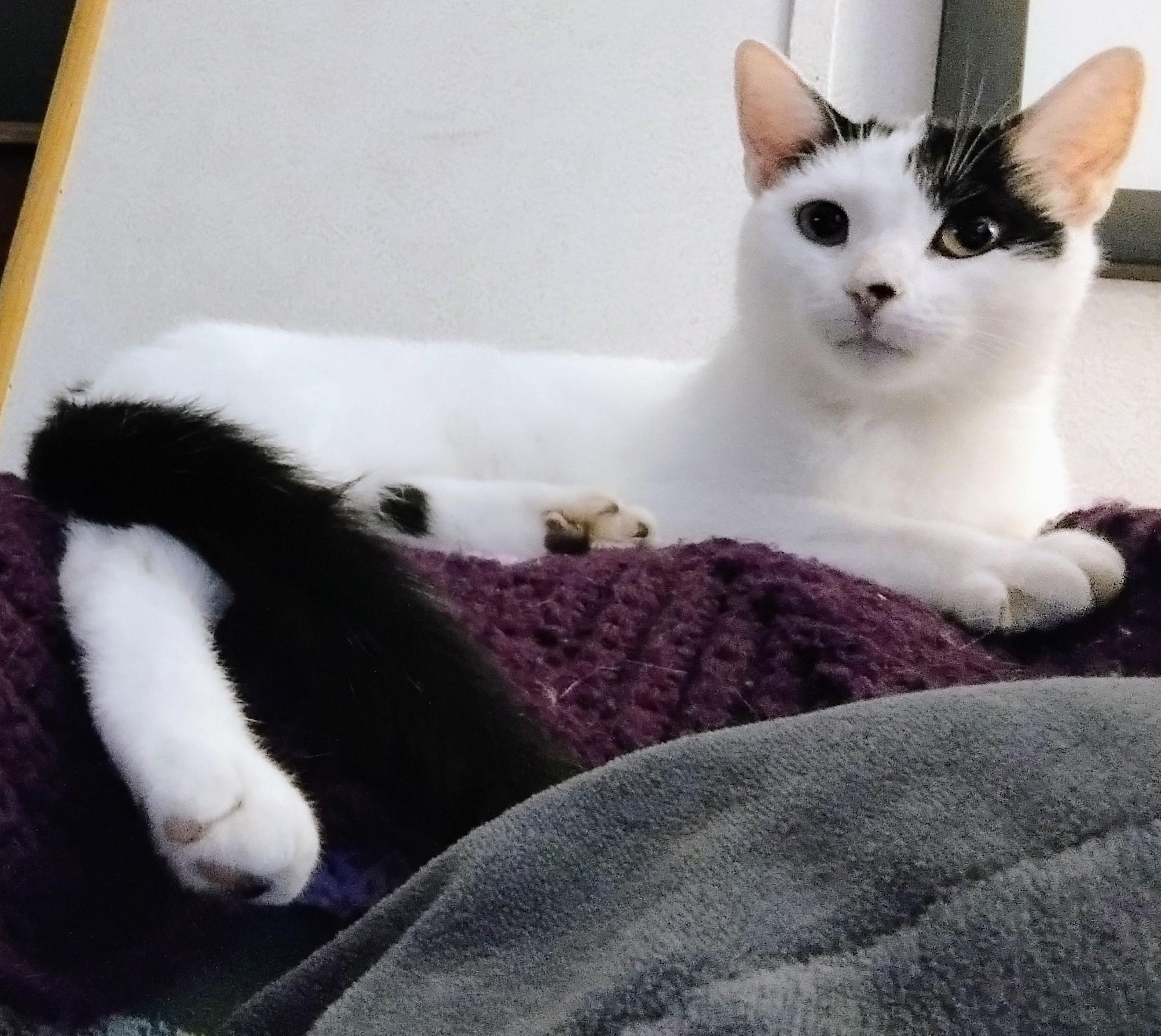 Enlarge Lucy, a Adoptable Domestic Short Hair in Williamsburg, VA image 1/1