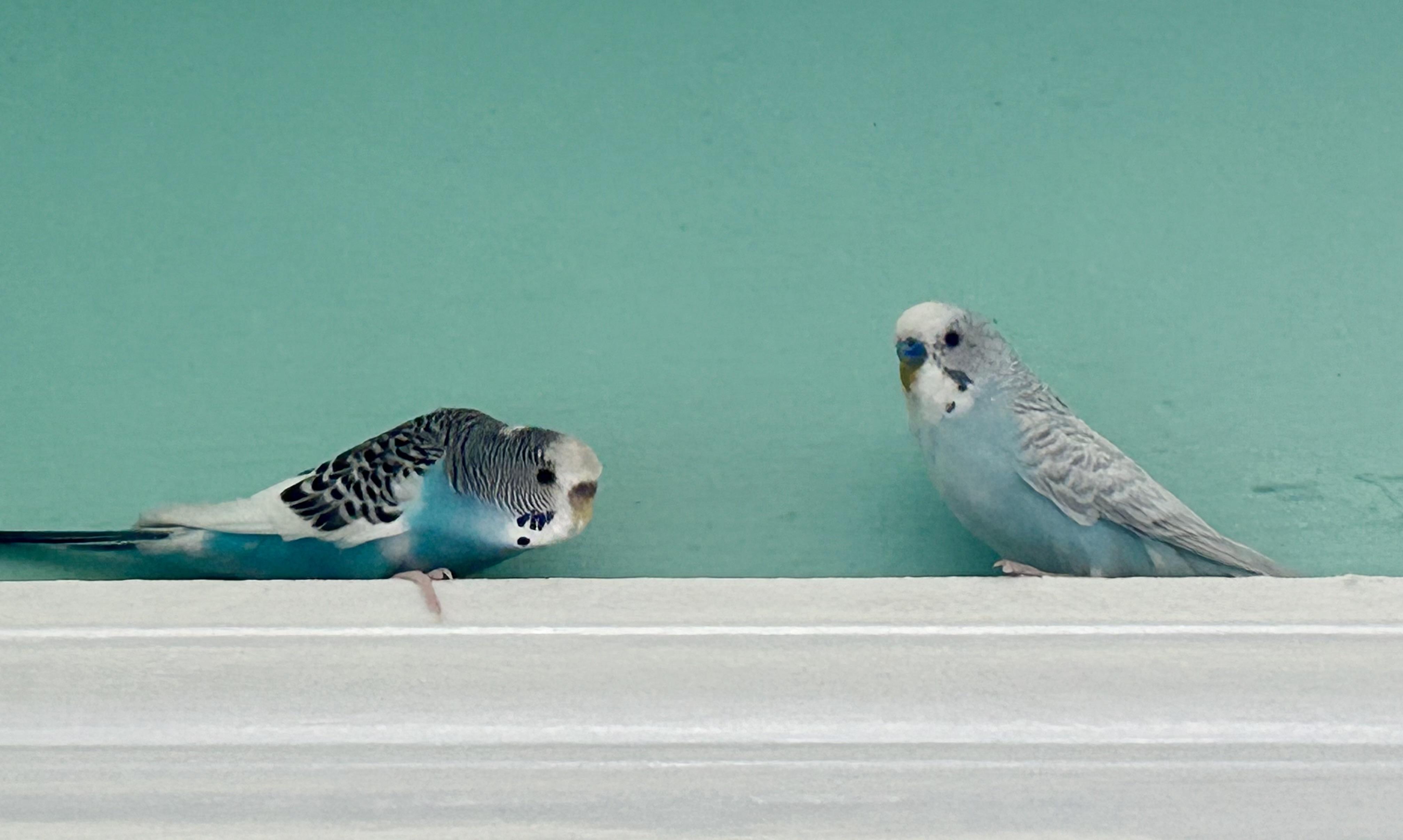 Enlarge Tina , a ADOPTABLE Parakeet (Other) in China Township, MI image 5/5