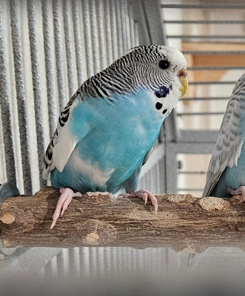 Tina , ADOPTABLE, Adult Female Parakeet (Other).