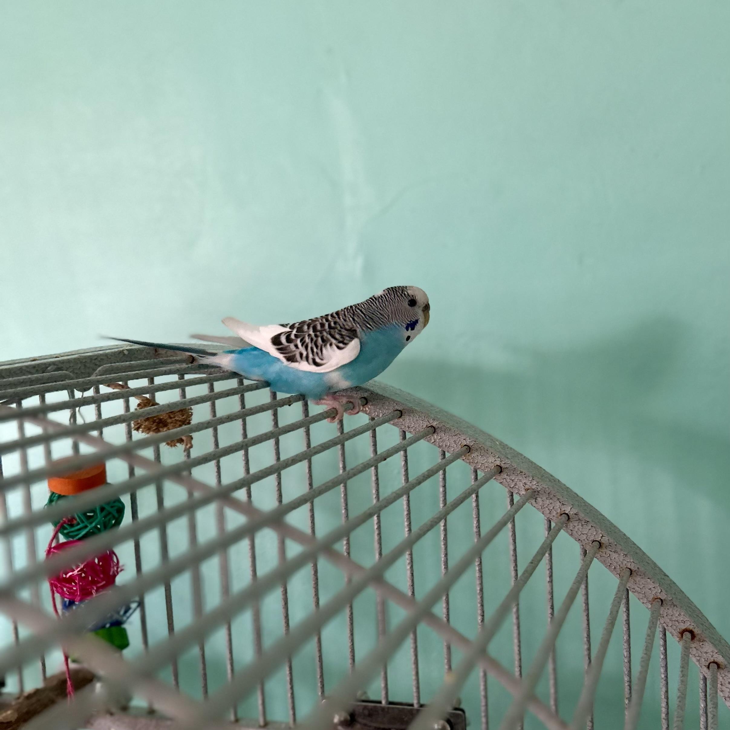 Enlarge Tina , a ADOPTABLE Parakeet (Other) in China Township, MI image 4/5