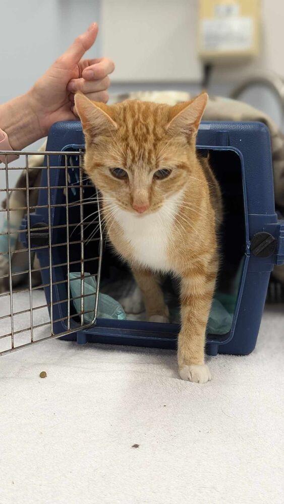 China, Adoptable, Young Female Domestic Short Hair.