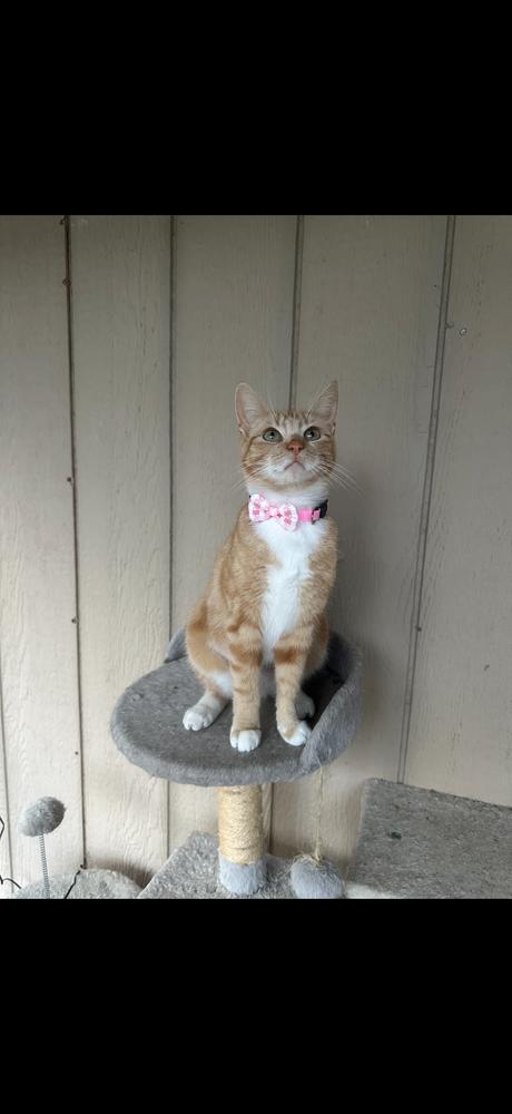 Enlarge China, a Adoptable Domestic Short Hair in Cary, NC image 2/3