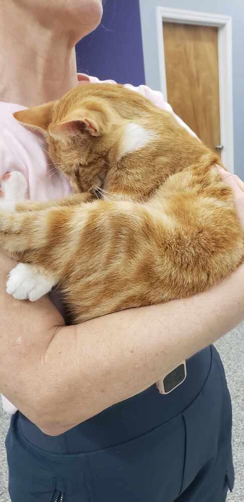 Enlarge China, a Adoptable Domestic Short Hair in Cary, NC image 3/3