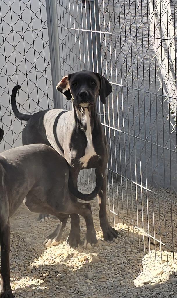 Cayenne (Retread 6), a Adoptable mixed breed in Pahrump, NV image 1/3