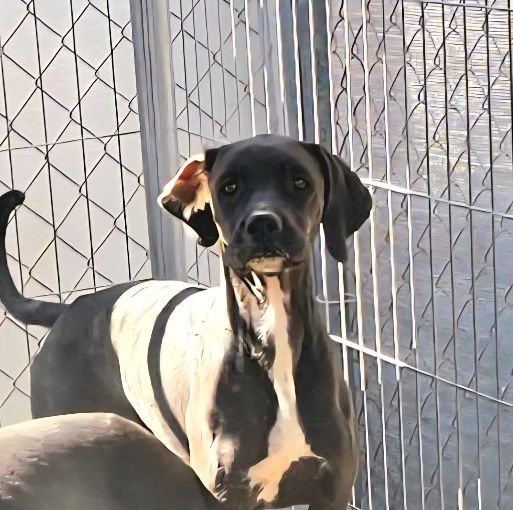 Enlarge Cayenne (Retread 6), a Adoptable mixed breed in Pahrump, NV image 1/1