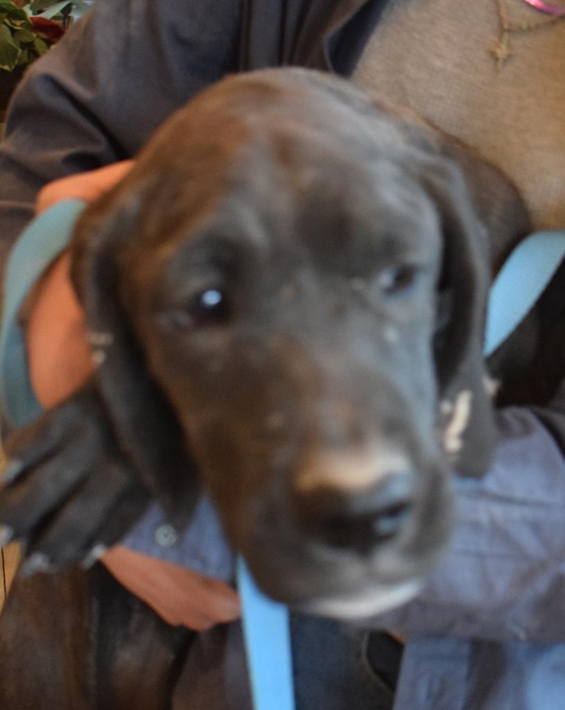 Cayenne (Retread 6), a Adoptable mixed breed in Pahrump, NV image 3/3