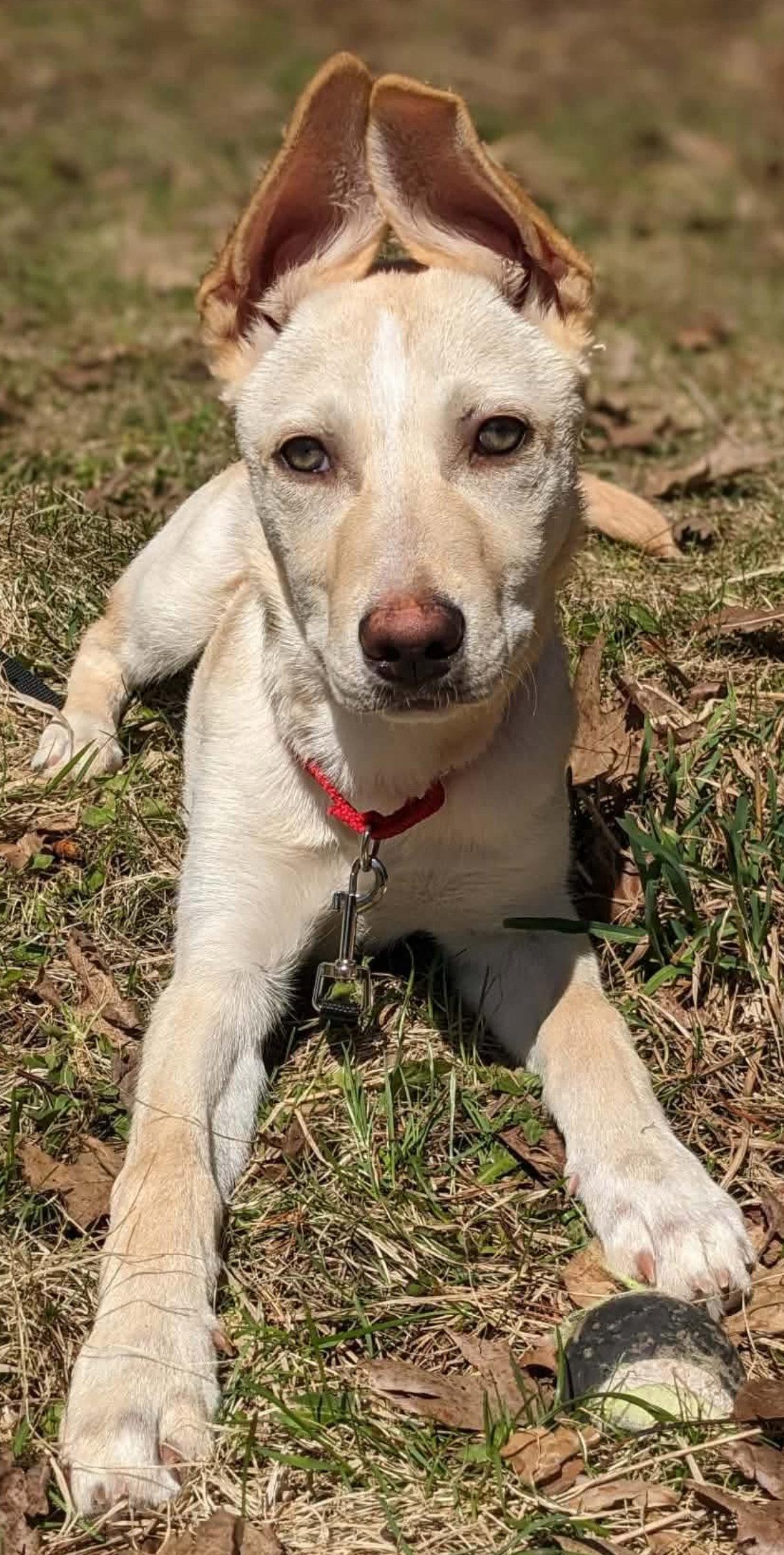 HONEY BUNCH, Adopted, Puppy Female Labrador Retriever & Husky.