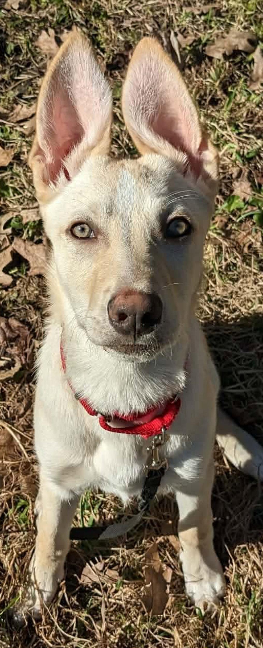 Enlarge HONEY BUNCH, a Adopted mixed breed in Minesing, ON image 2/3