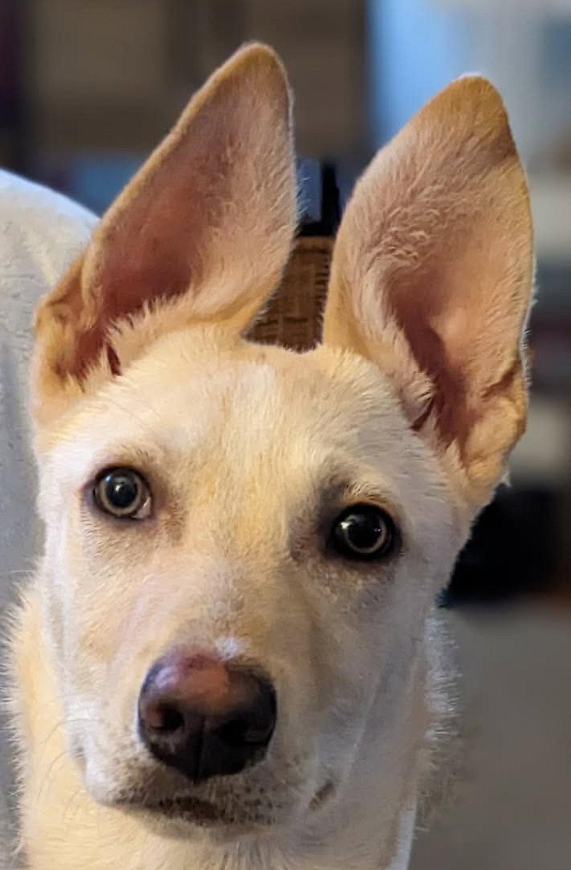 Enlarge HONEY BUNCH, a Adopted mixed breed in Minesing, ON image 3/3