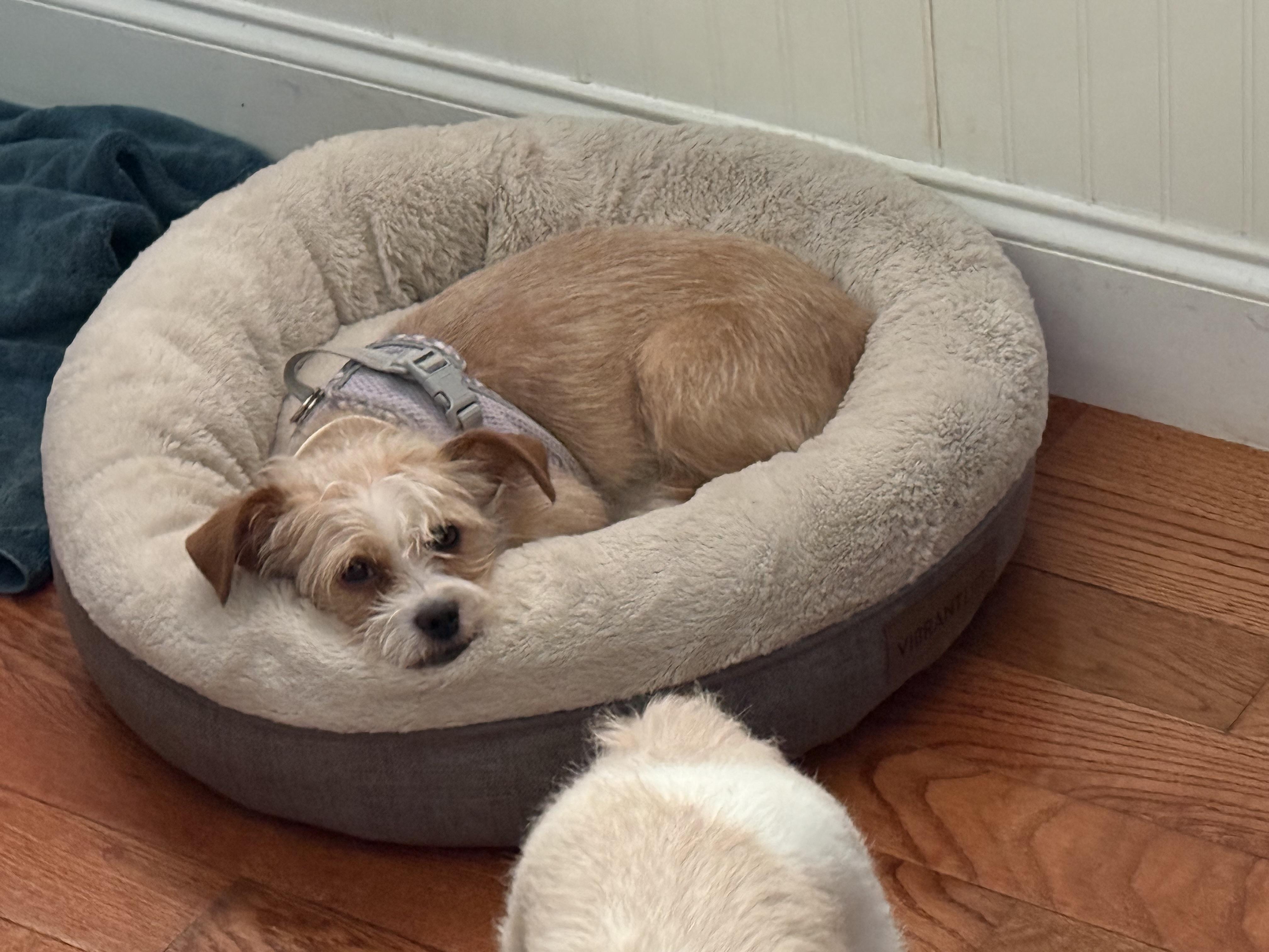 Zella, an adopted mixed breed in Eagleville, TN image 2/2