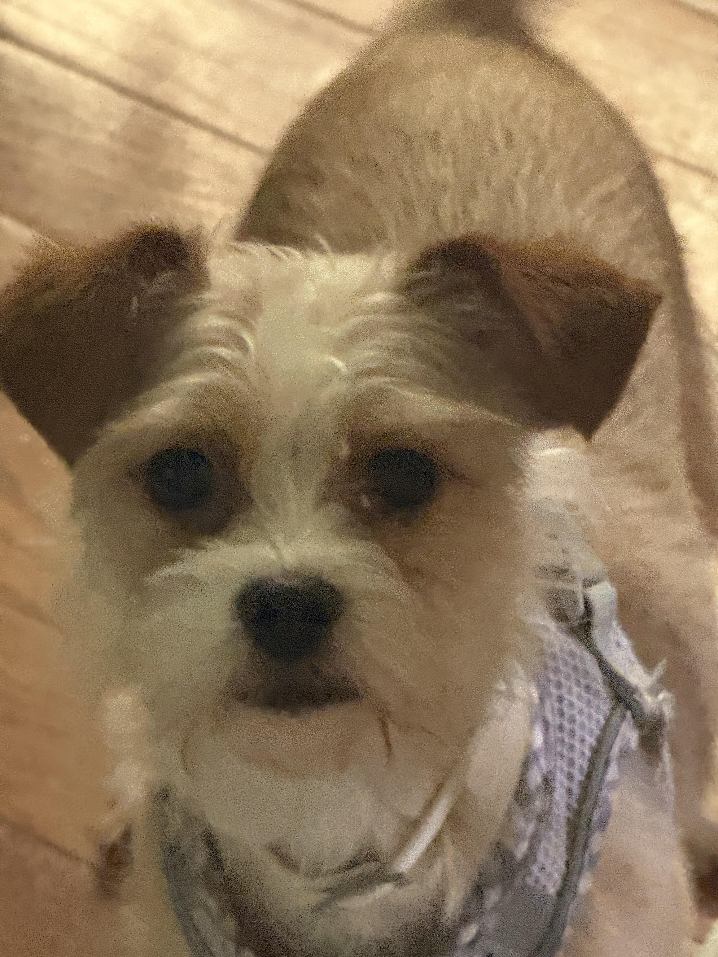 Zella, adopted, Adult Female Cairn Terrier.