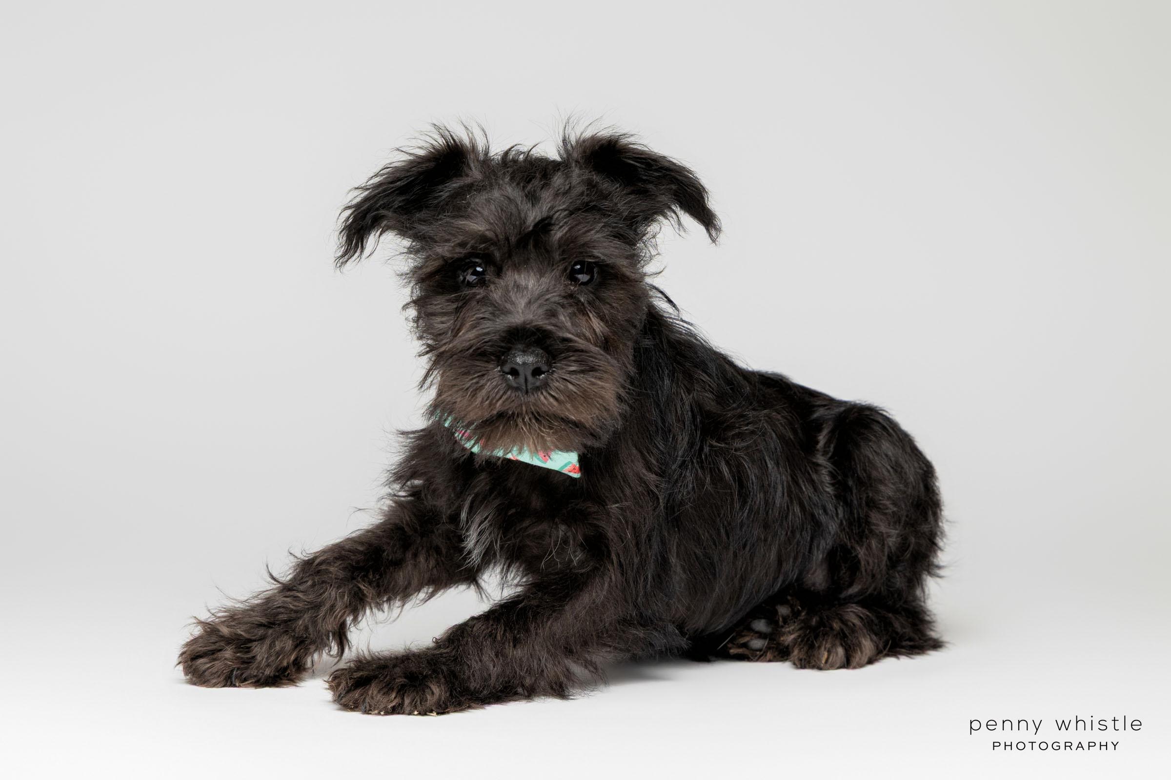 Enlarge Kenny Chesney, a Adopted mixed breed in Coppell, TX image 4/4