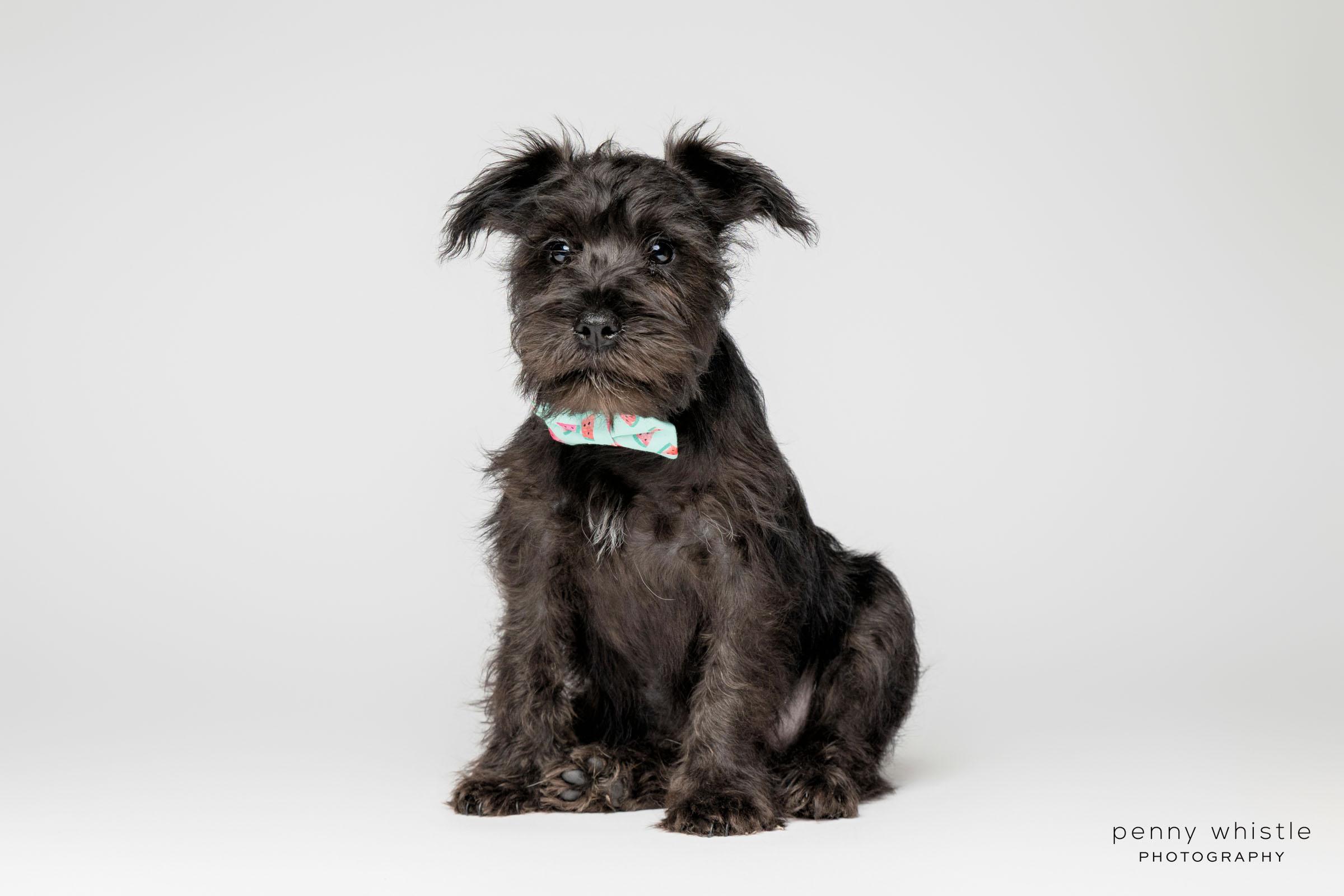 Enlarge Kenny Chesney, a Adopted mixed breed in Coppell, TX image 2/4