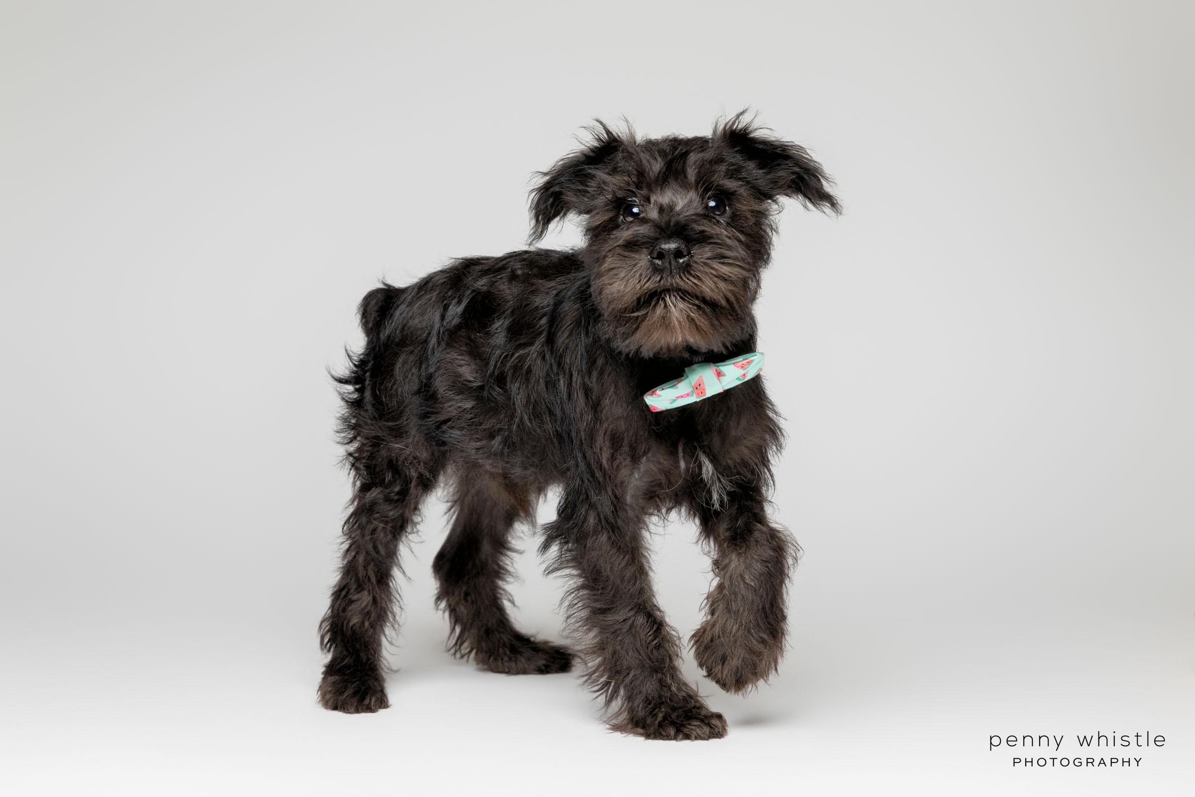 Kenny Chesney, Adopted, Puppy Male Schnauzer.