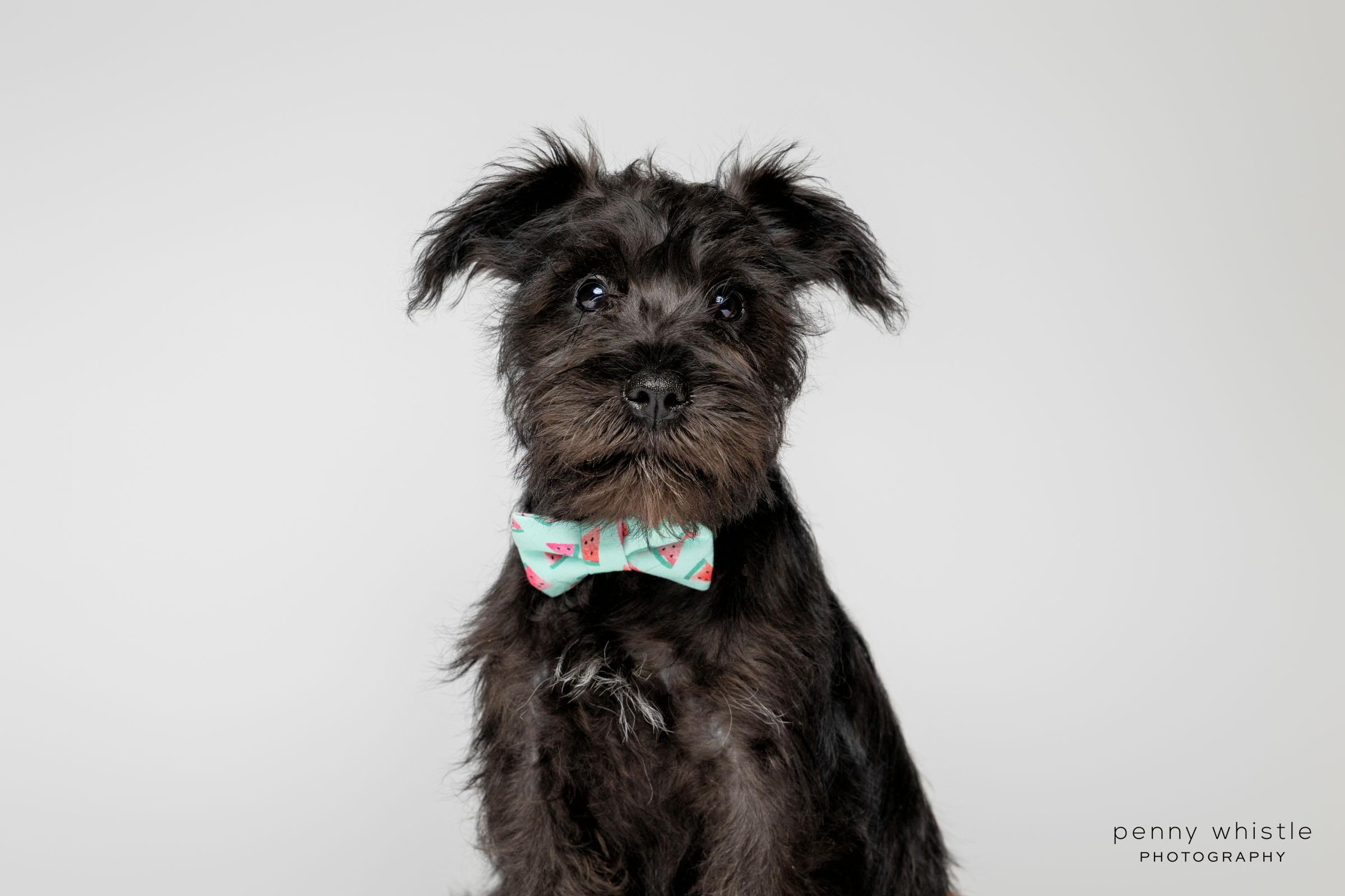 Enlarge Kenny Chesney, a Adopted mixed breed in Coppell, TX image 3/4