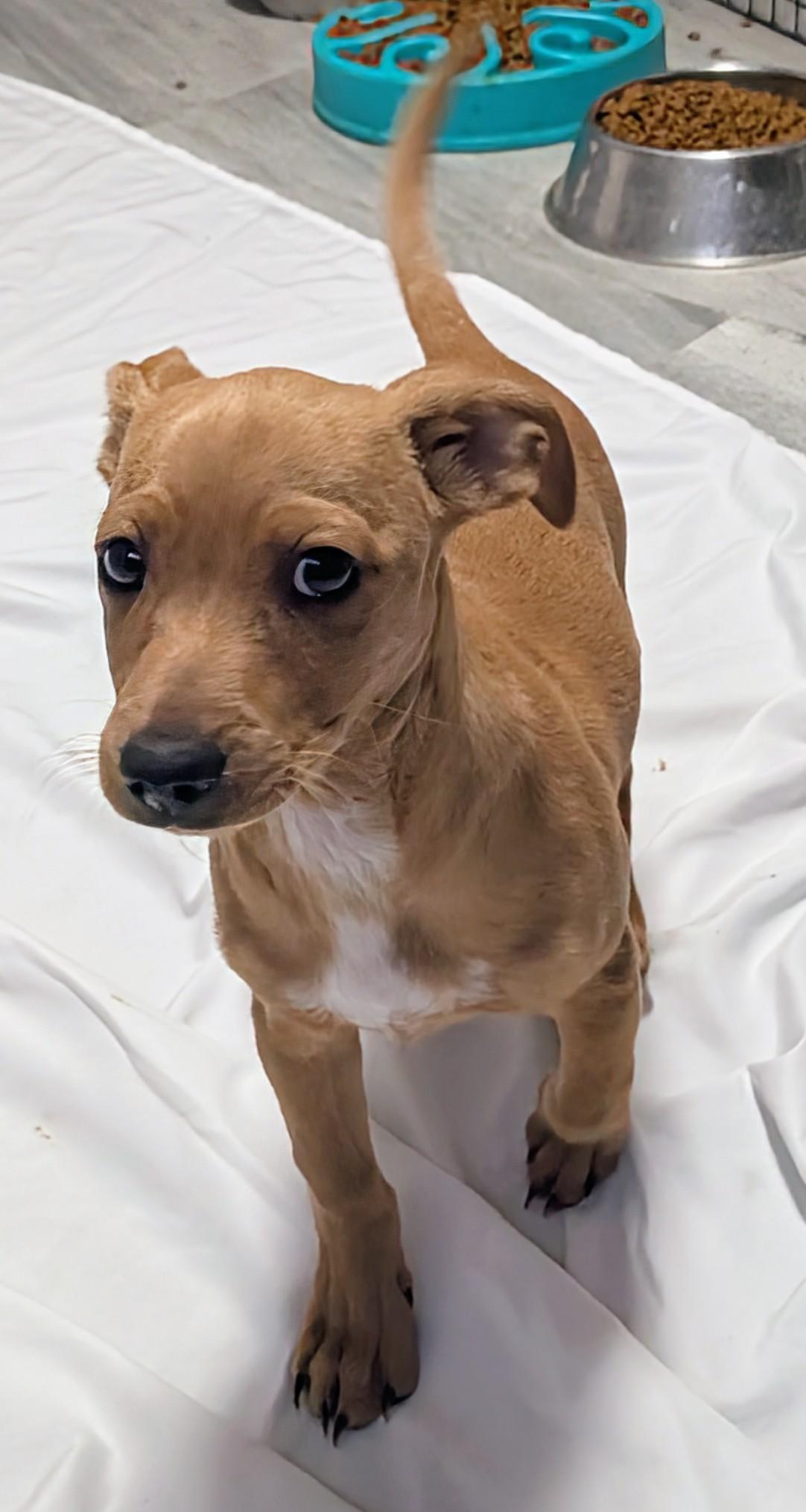 Pummba, a ADOPTABLE mixed breed in Saint David, AZ image 2/5