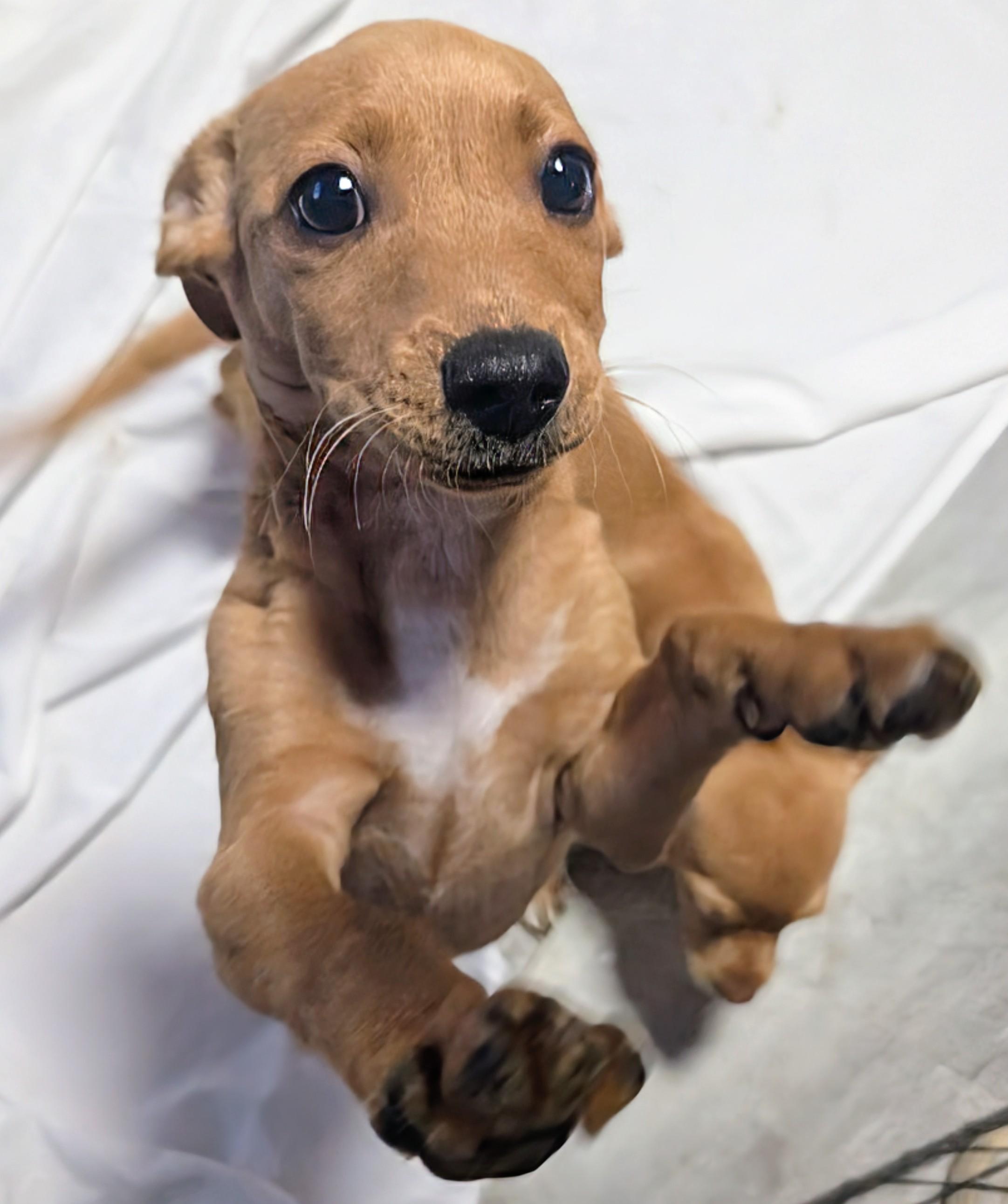 Pummba, a ADOPTABLE mixed breed in Saint David, AZ image 1/5