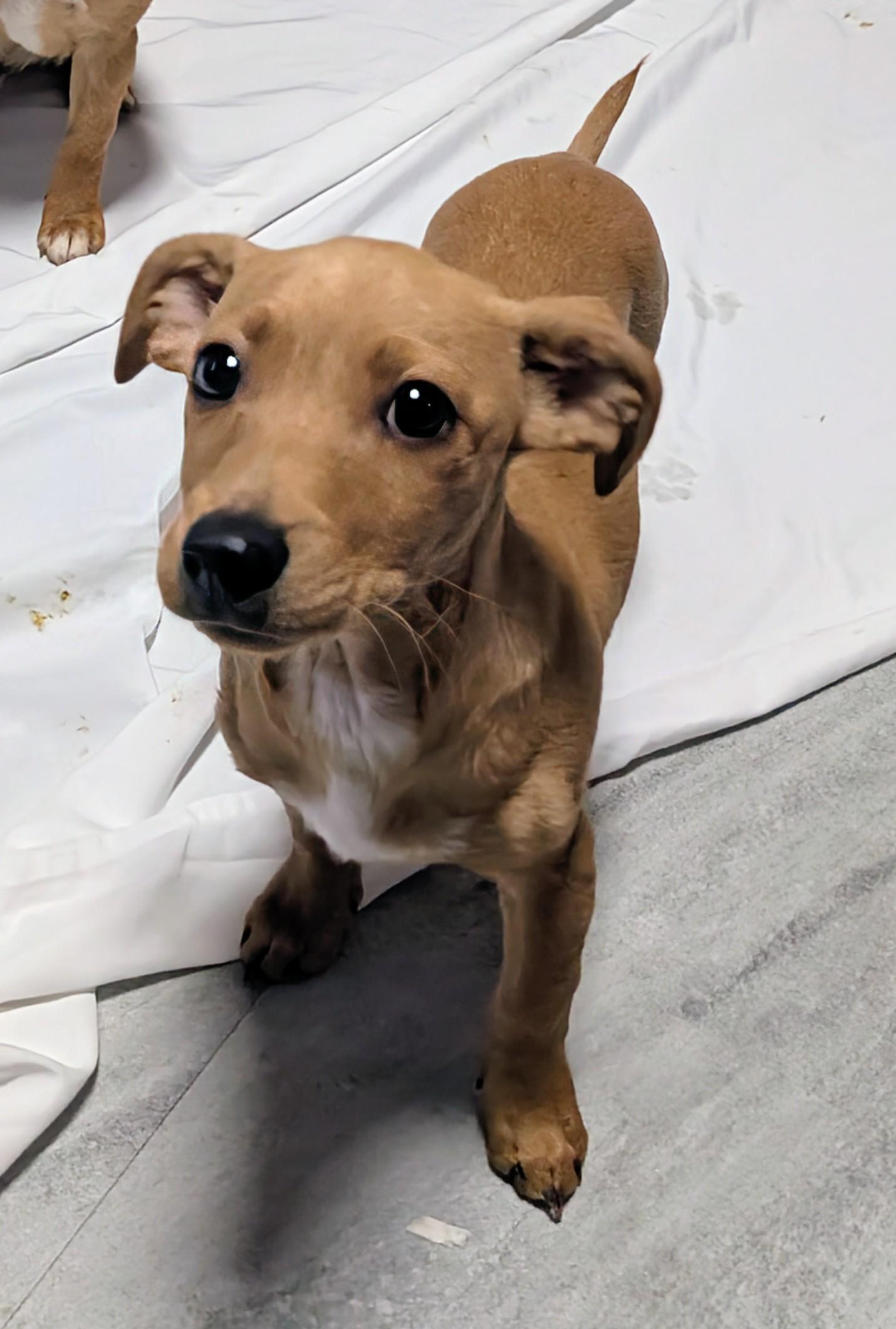 Pummba, a ADOPTABLE mixed breed in Saint David, AZ image 5/5