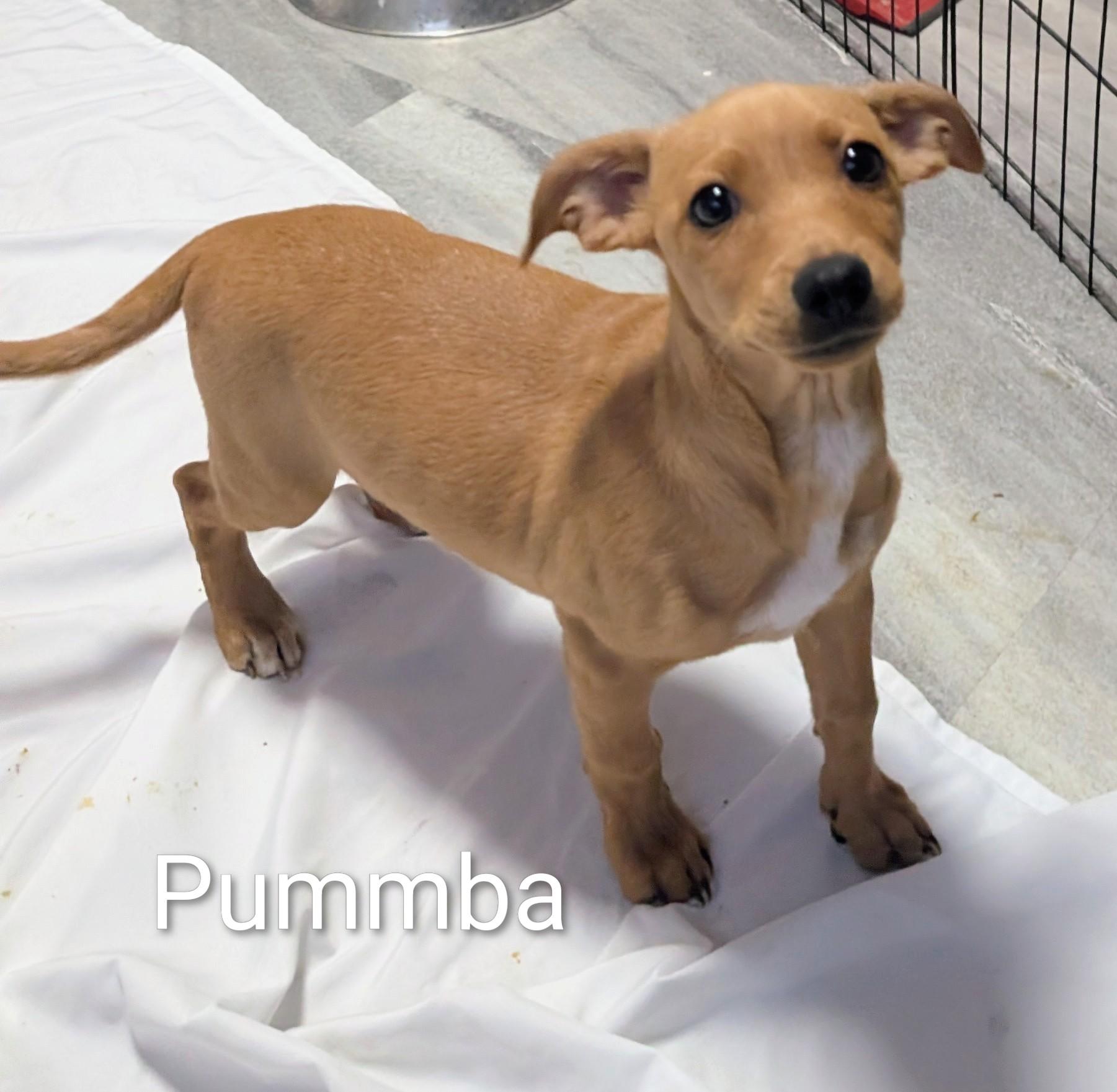 Pummba, a ADOPTABLE mixed breed in Saint David, AZ image 3/5