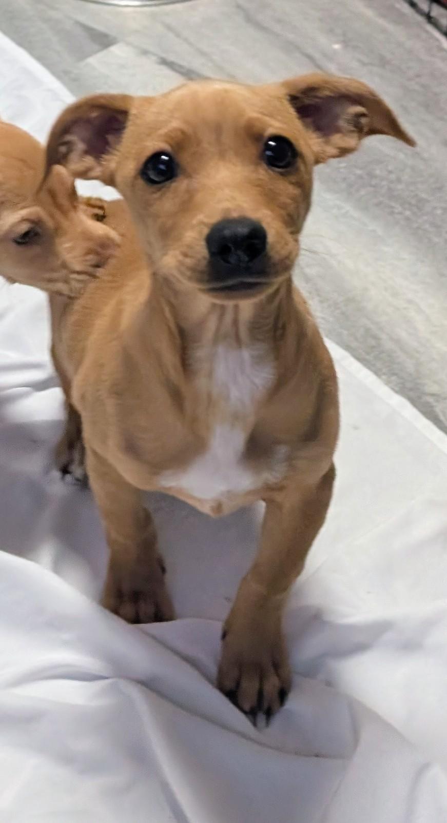 Pummba, a ADOPTABLE mixed breed in Saint David, AZ image 4/5