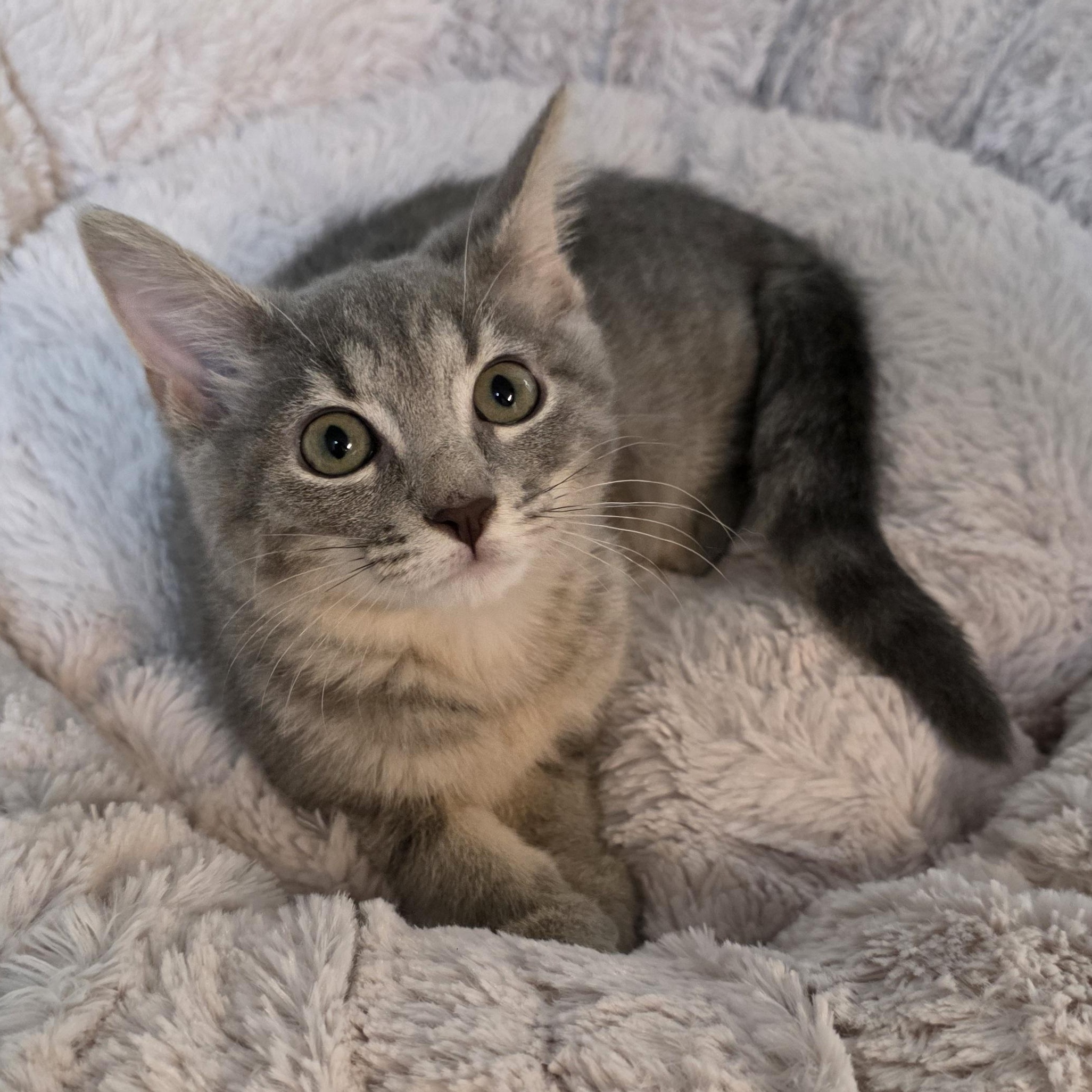 Enlarge Sapphire, a Adoptable mixed breed in Greensboro, NC image 5/6