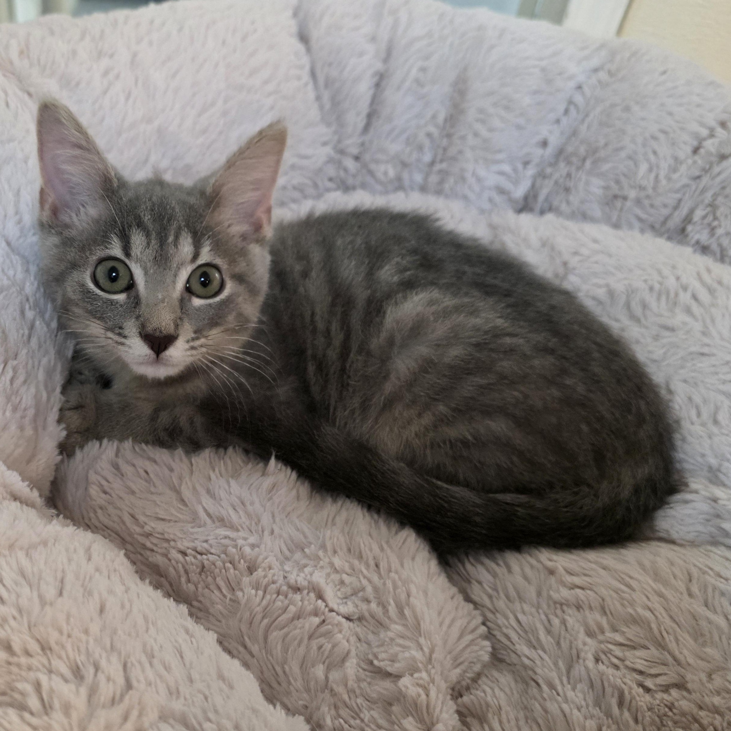 Enlarge Sapphire, a Adoptable mixed breed in Greensboro, NC image 4/6